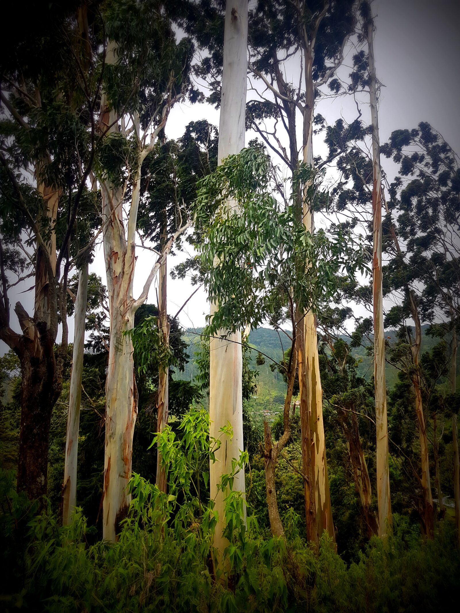 Samsung Galaxy S7 Edge sample photo. Tress, forest, nature photography