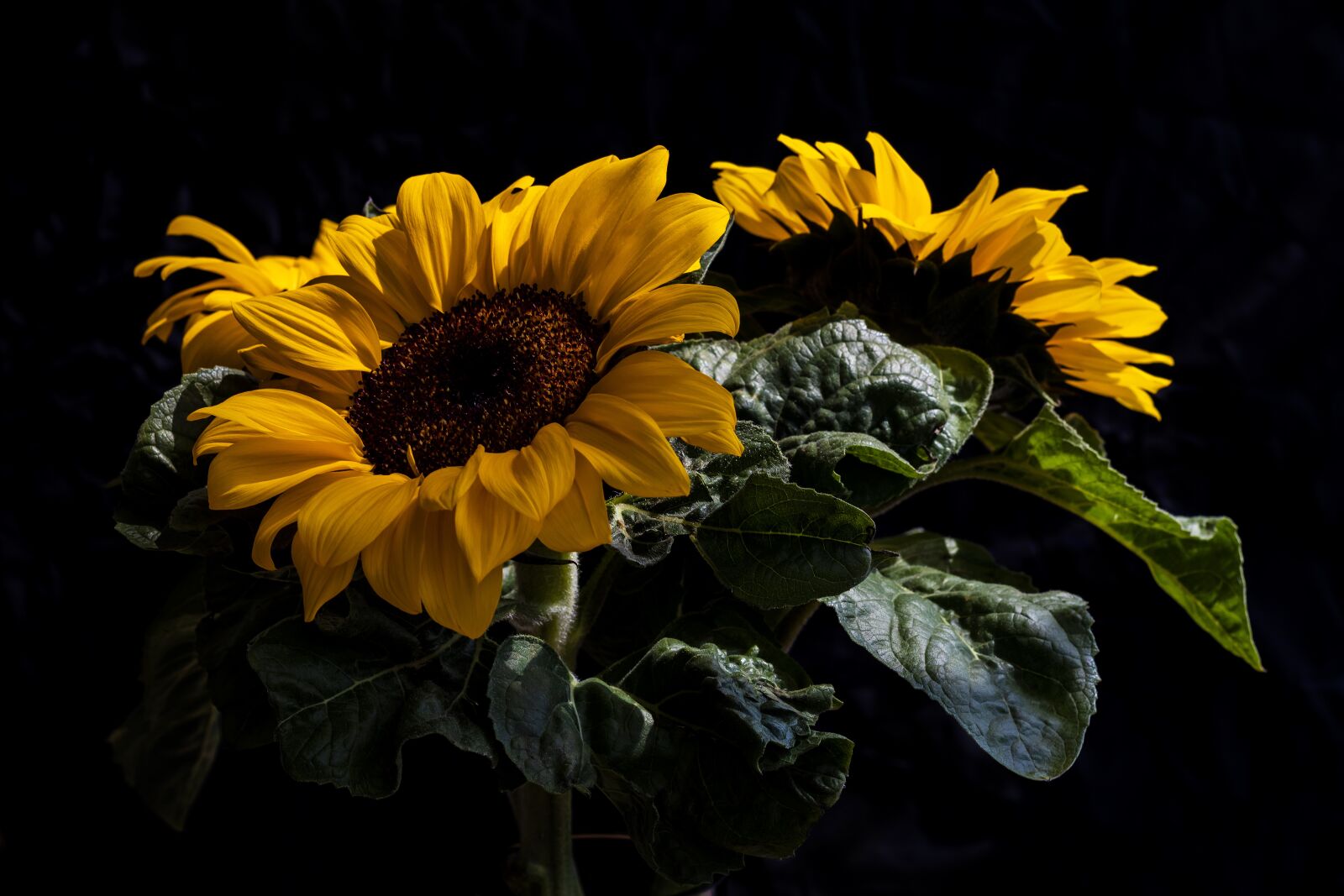 Canon EF 50mm F1.8 II sample photo. Sunflower, flower, bloom photography