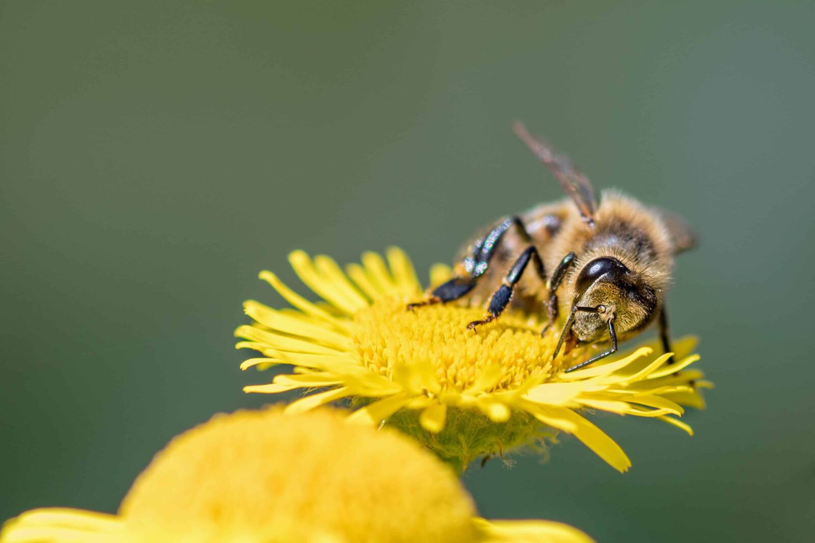 Nikon D500 sample photo. Nature, bee, flower, insect photography