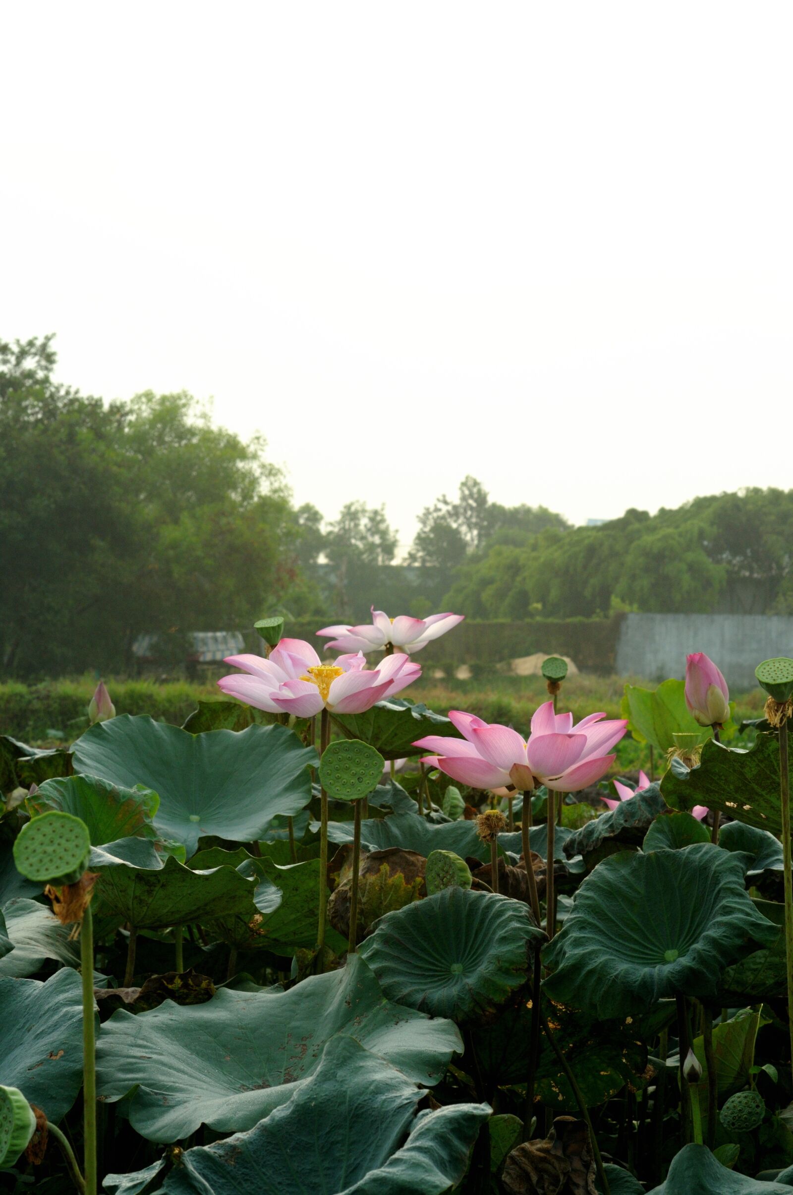 Nikon D300S sample photo. Lotus, flower, green photography