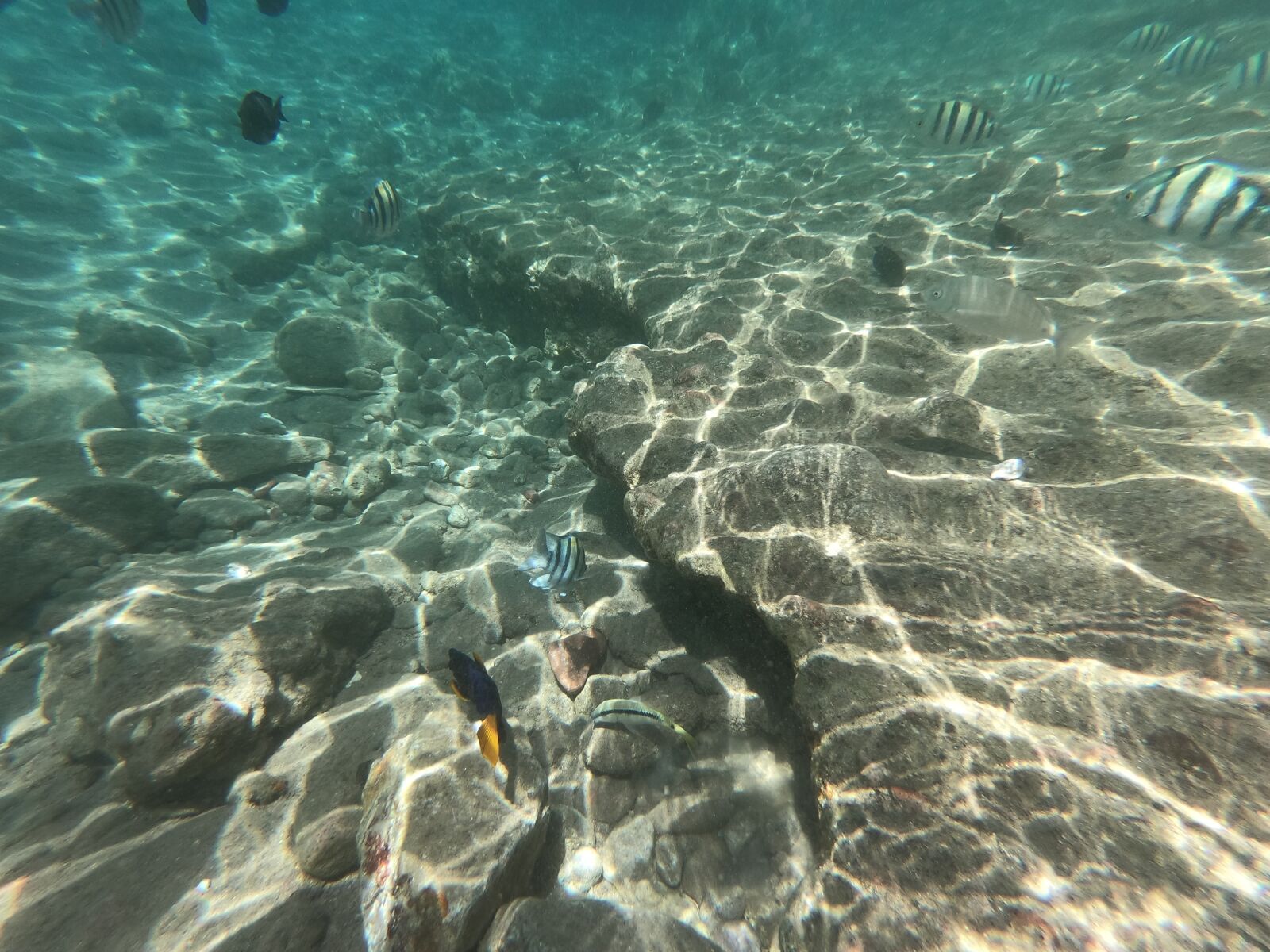 GoPro Hero6 Black sample photo. Sea, red sea, fish photography