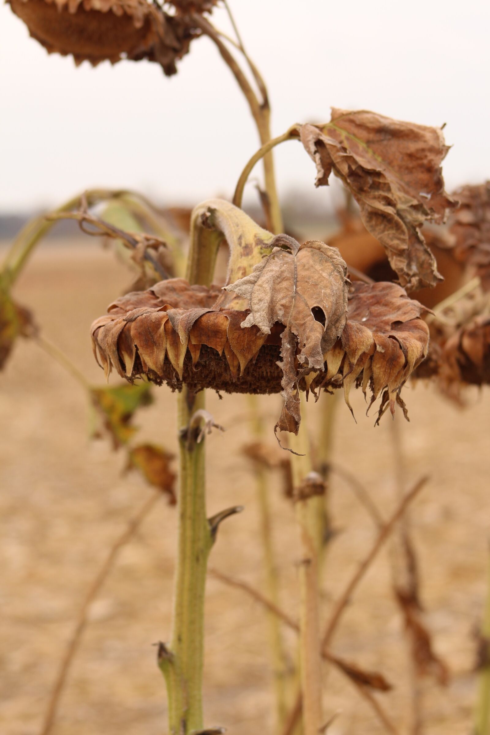 Canon EF 75-300mm f/4-5.6 sample photo. Sunflower, fall, harvest photography