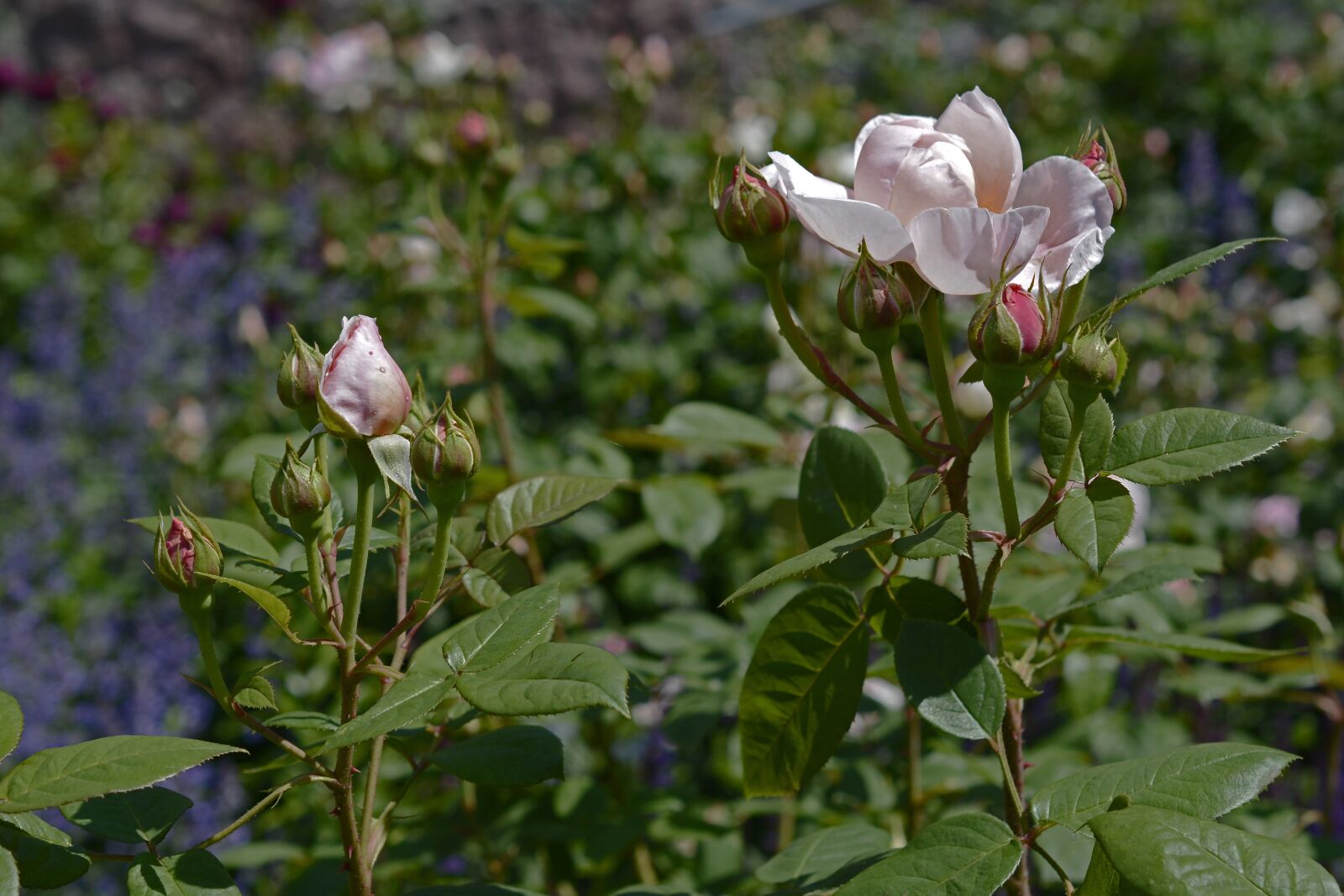 Nikon D7100 sample photo. Roses, pink, rose flower photography