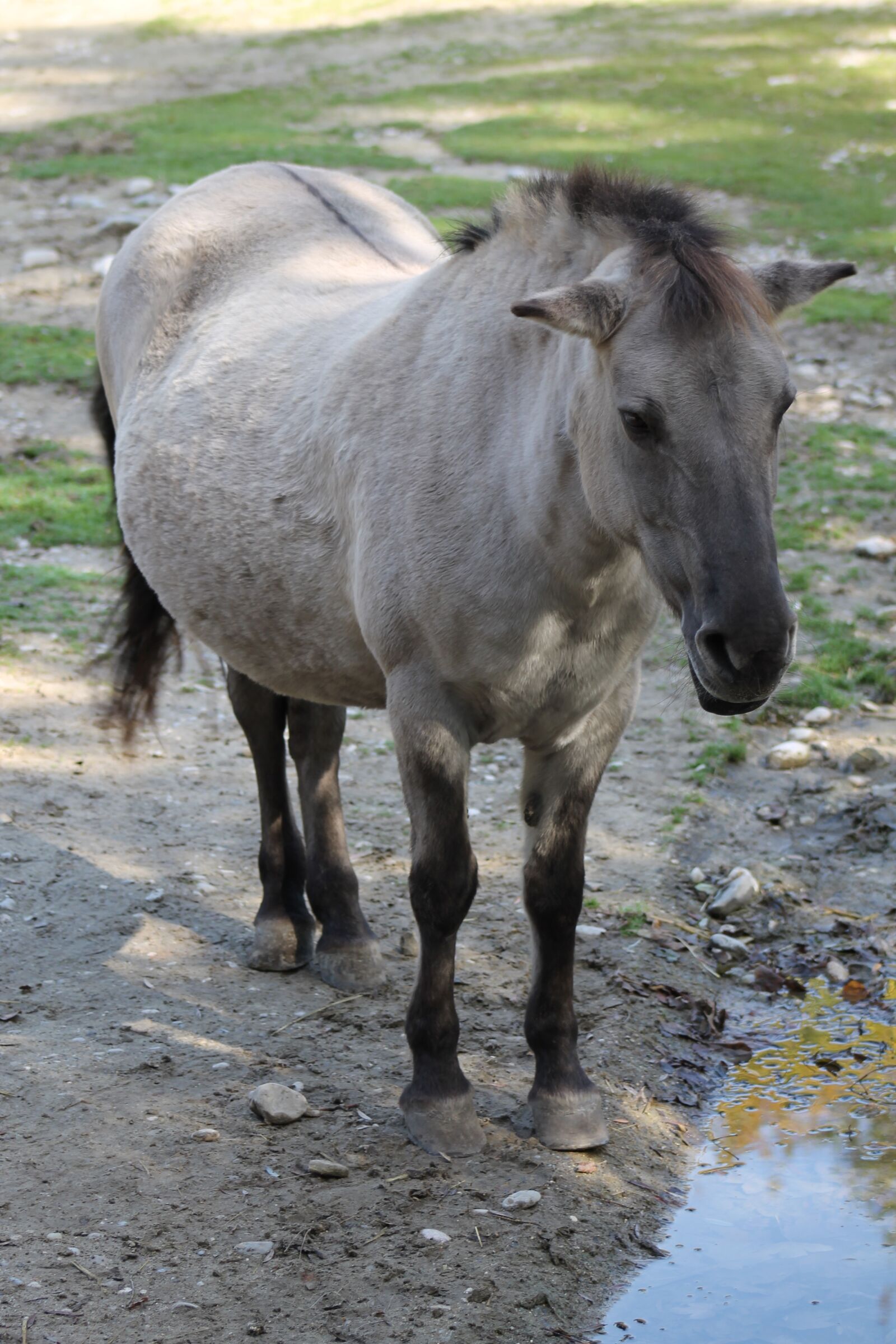 Canon EOS 1100D (EOS Rebel T3 / EOS Kiss X50) sample photo. Horse, animal, zoo photography