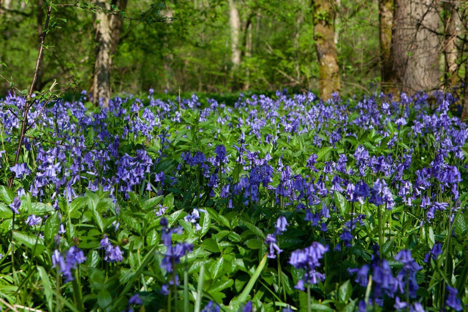 Canon EOS 5D Mark II + Canon EF 24-70mm F2.8L USM sample photo. Bluebell forest, bluebell flower photography