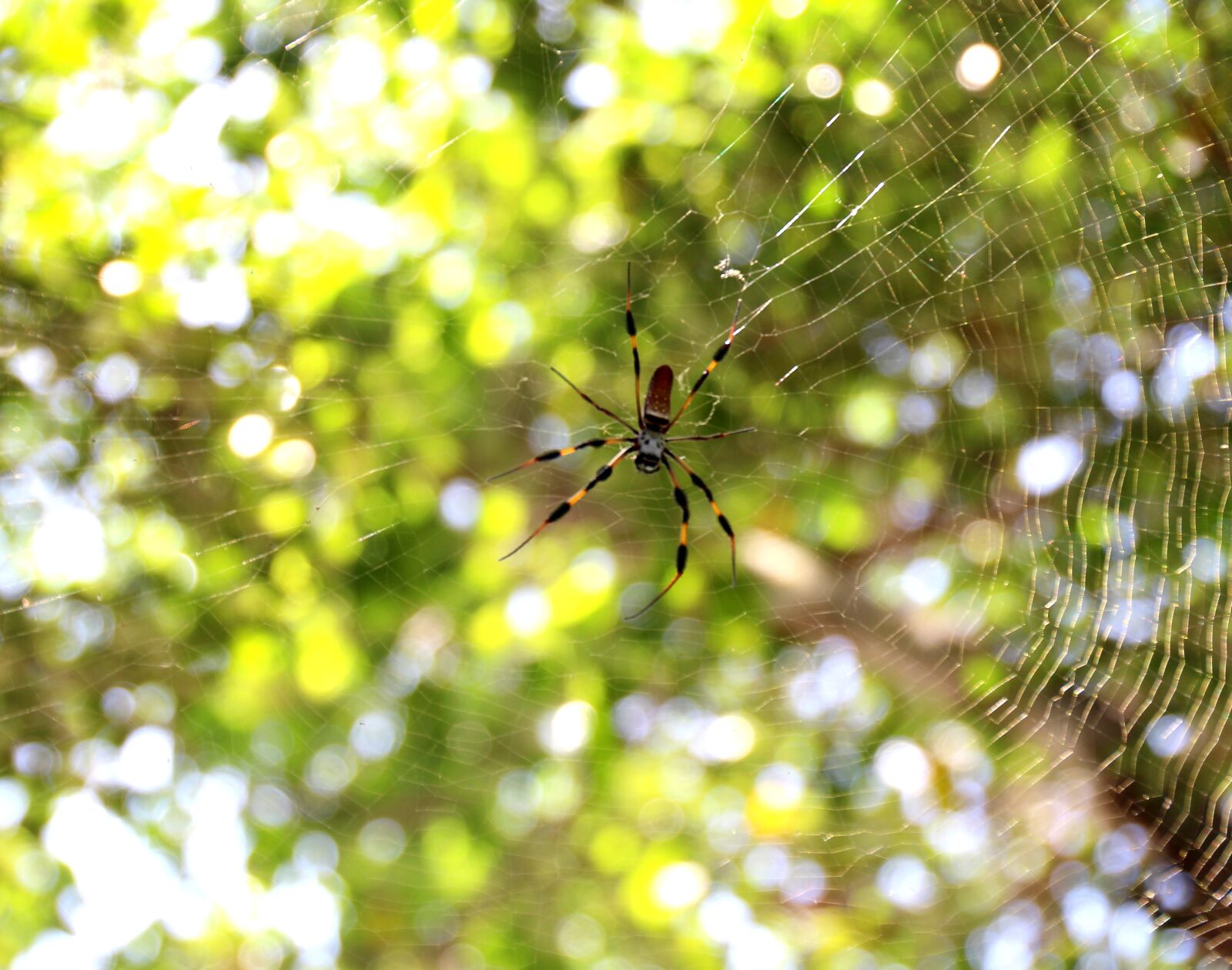 Canon EOS 700D (EOS Rebel T5i / EOS Kiss X7i) sample photo. Spider, cobweb, web photography