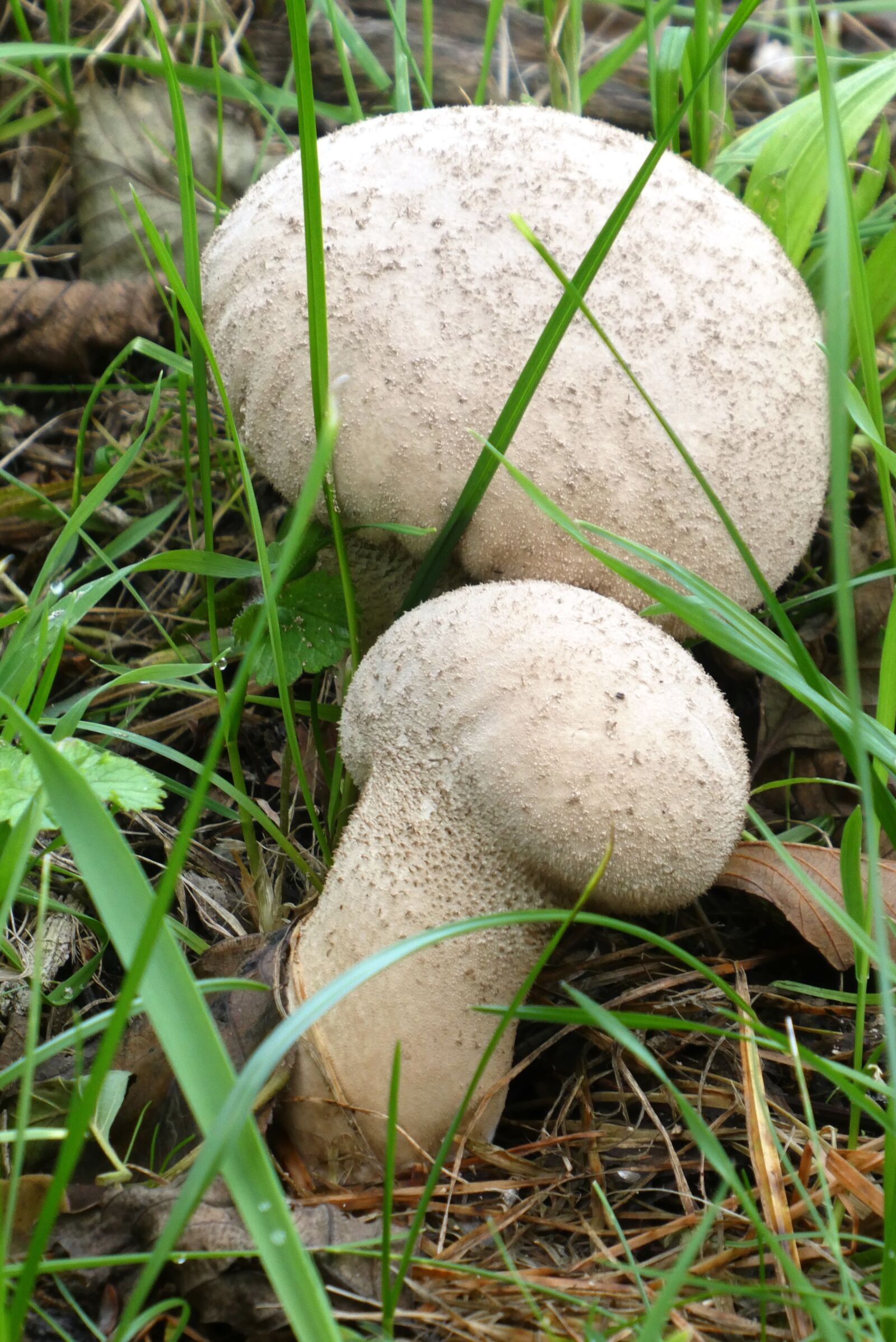 Panasonic Lumix DC-ZS70 (Lumix DC-TZ90) sample photo. Stuifzwammen, autumn, mushrooms photography