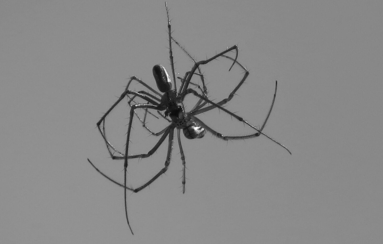 Canon PowerShot SX50 HS sample photo. Black and white, insect photography