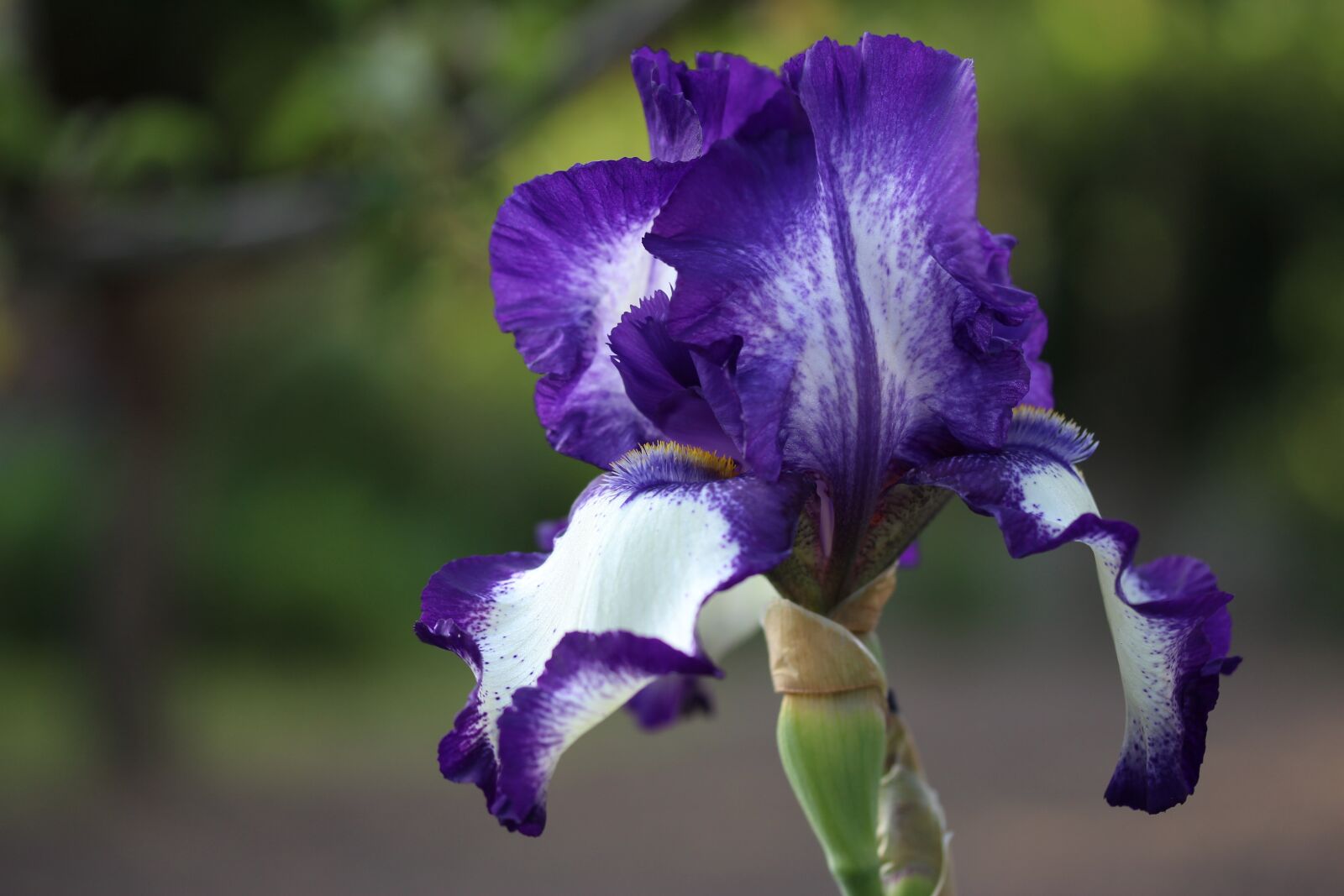 Canon EOS 1300D (EOS Rebel T6 / EOS Kiss X80) + Canon EF-S 60mm F2.8 Macro USM sample photo. Iris, garden, purple photography