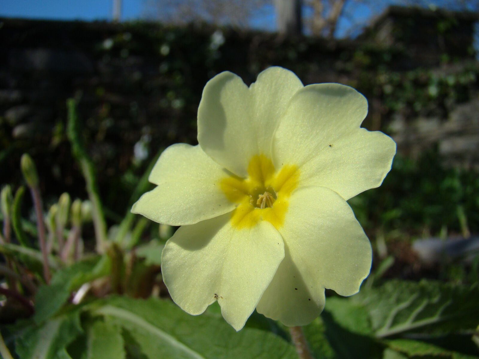 Sony Cyber-shot DSC-H50 sample photo. Primrose, spring, wild, flower photography