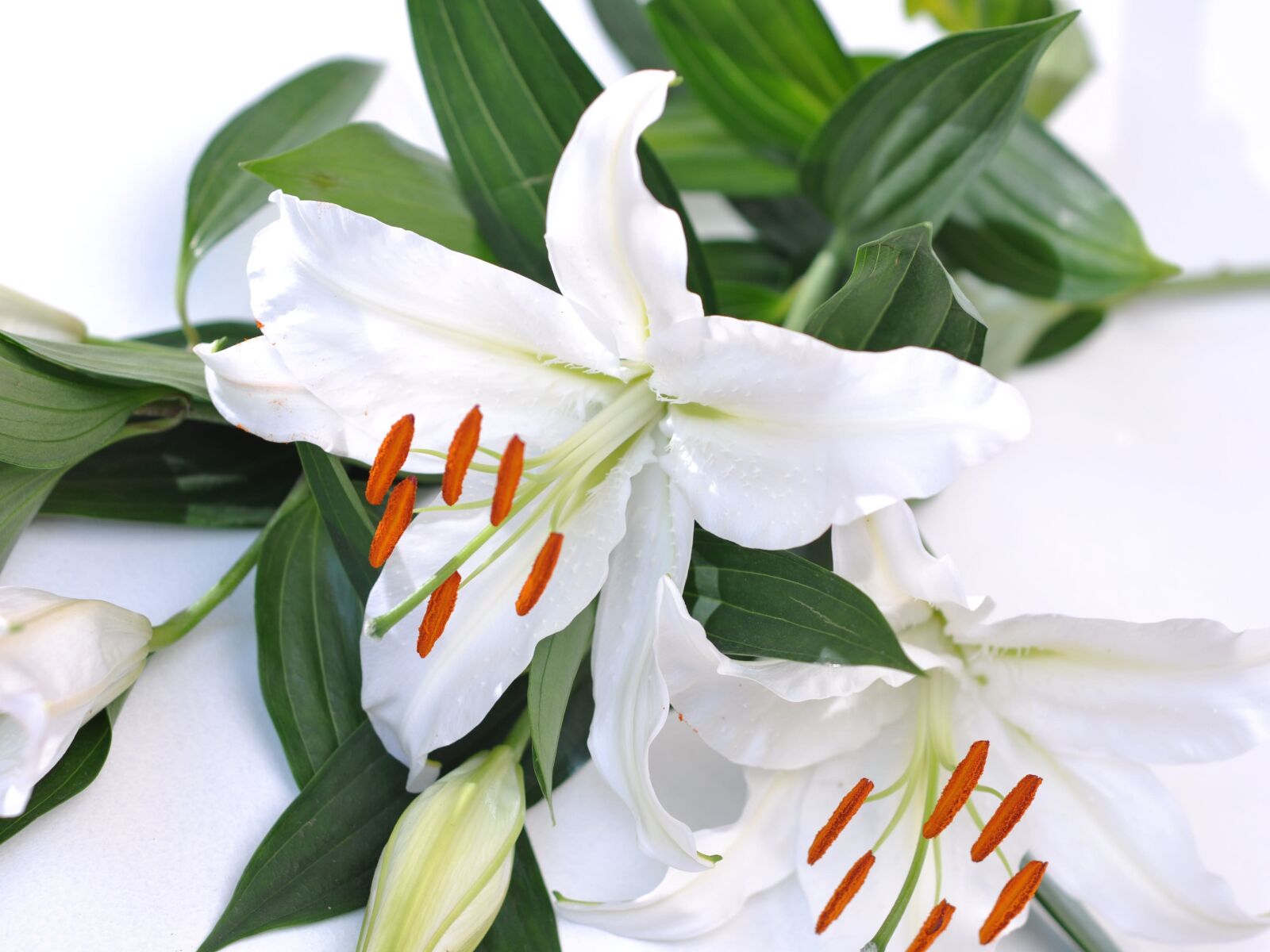 Nikon D90 sample photo. Lily, white, flower photography