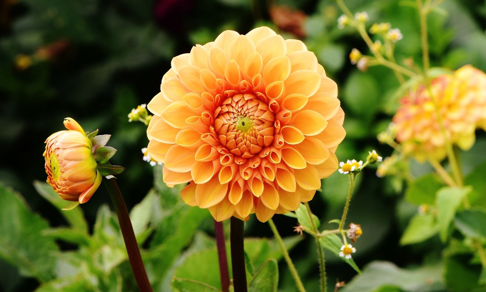 Nikon D7200 sample photo. Dahlia, dahlias, autumn photography