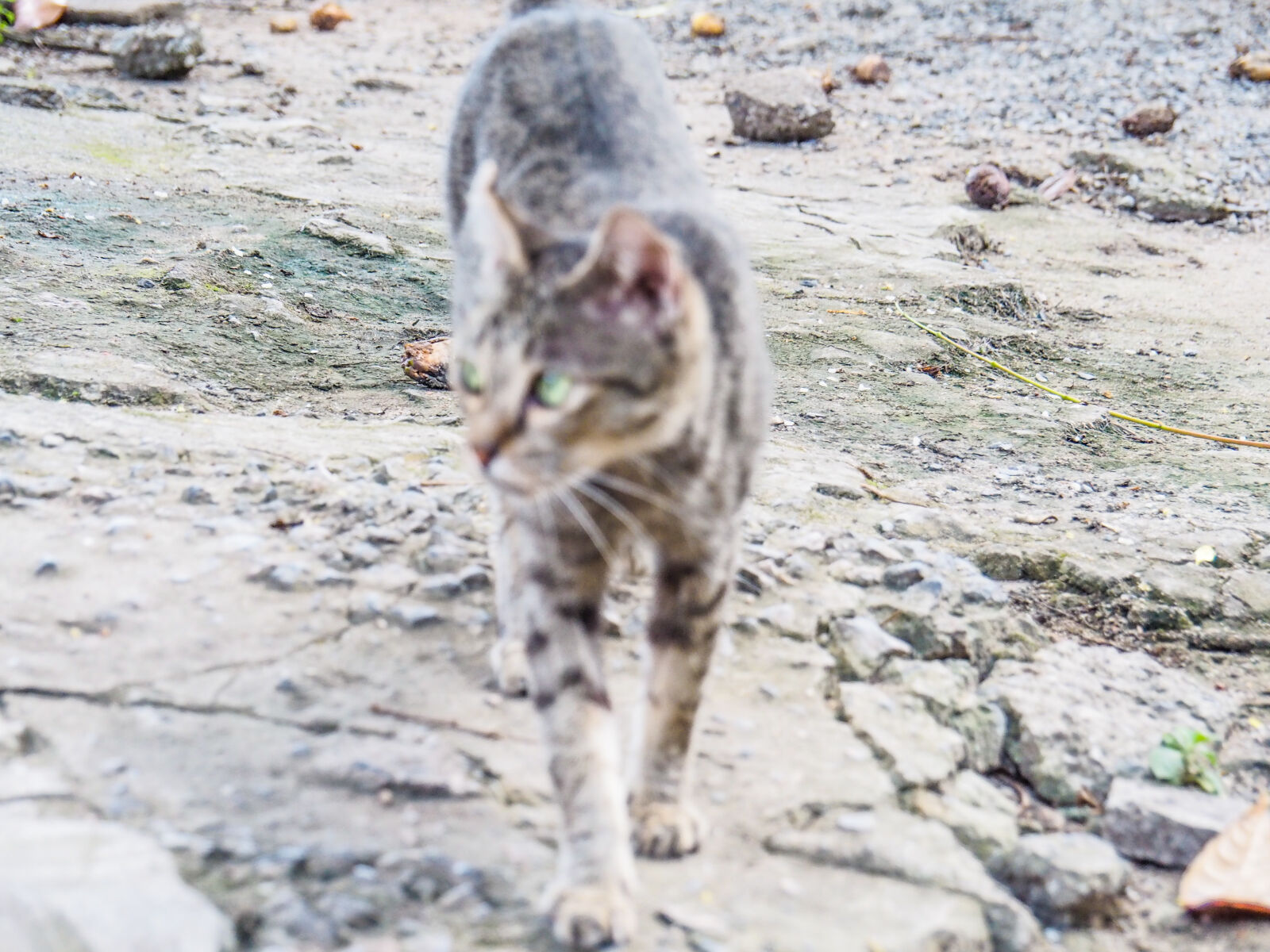 Olympus OM-D E-M10 II sample photo. Animal, photography, cat photography