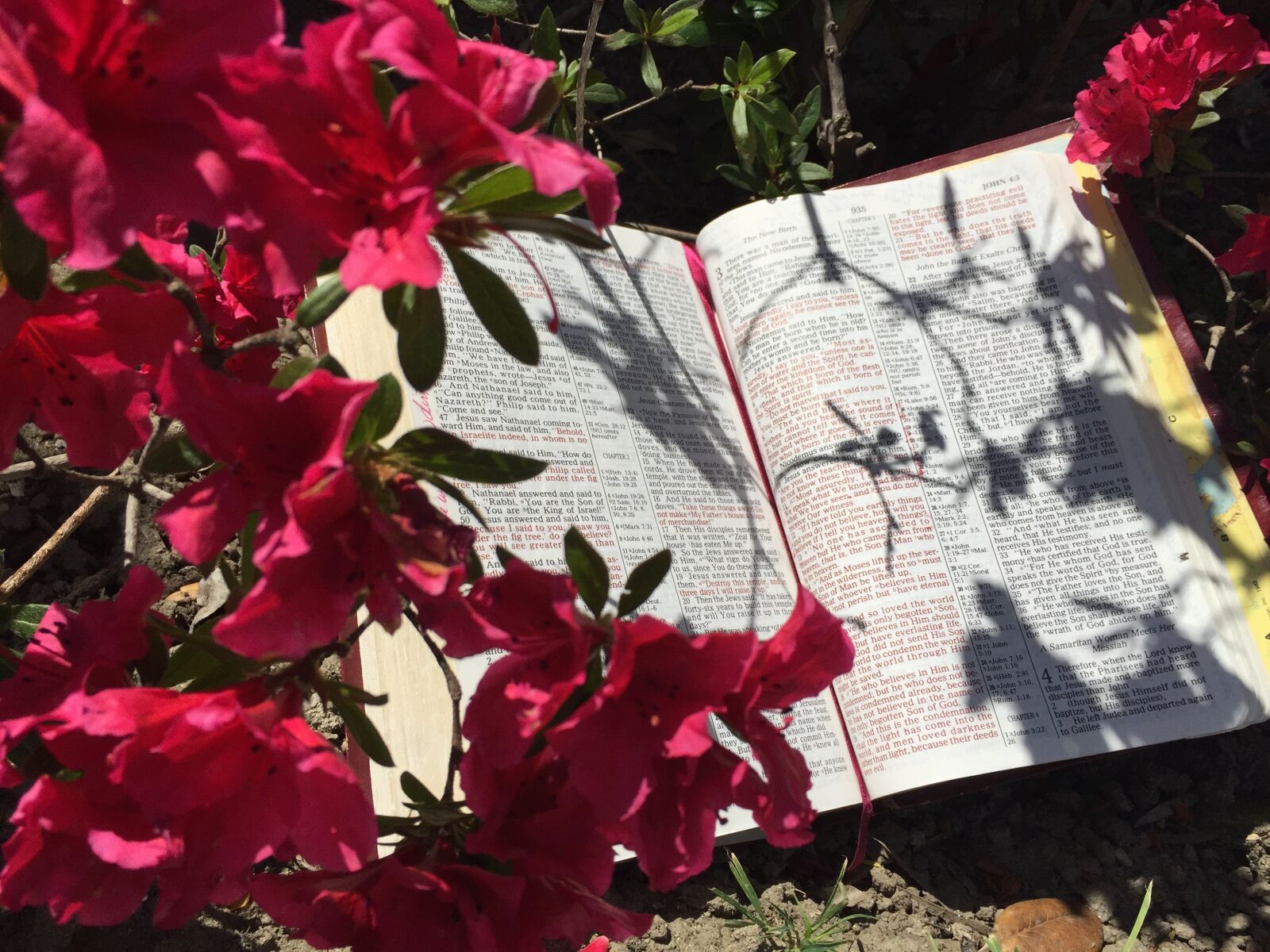 Apple iPhone 6 sample photo. Bible, flowers, azaleas photography