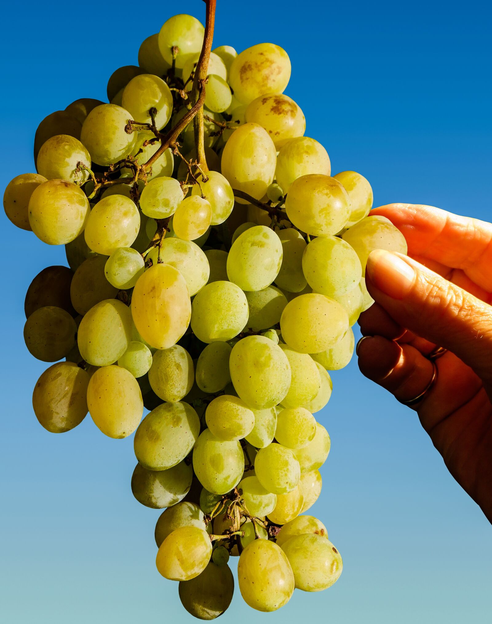 Panasonic DMC-G70 sample photo. Grapes, eat, fruit photography