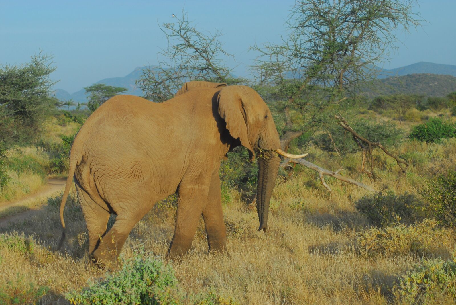 Nikon D200 sample photo. Elephant, samburu, bull photography