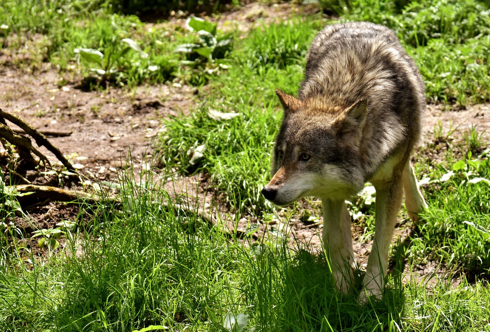 Nikon D7200 sample photo. Wolf, wild animal, beautiful photography