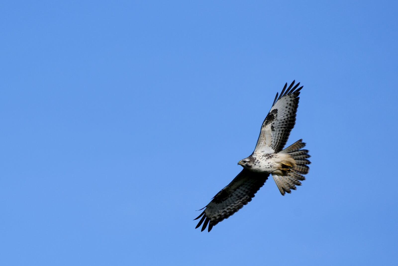 Nikon D500 sample photo. Common buzzard, birds of photography