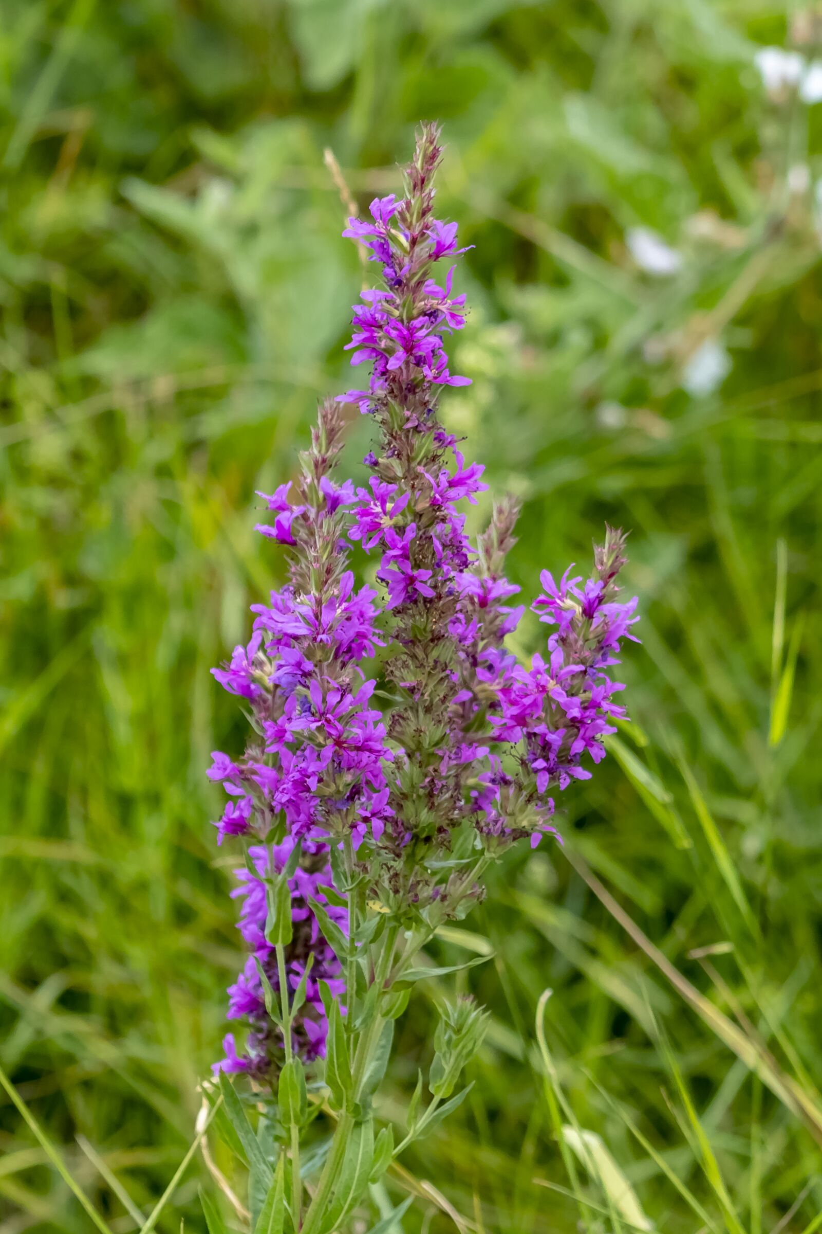 Canon EF75-300mm f/4-5.6 sample photo. Wildflower, meadow flower, flower photography