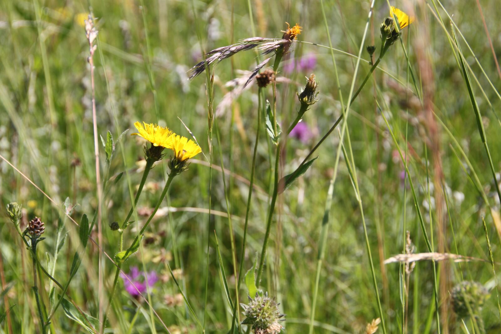 Canon EOS 500D (EOS Rebel T1i / EOS Kiss X3) sample photo. Meadow, yellow, close up photography