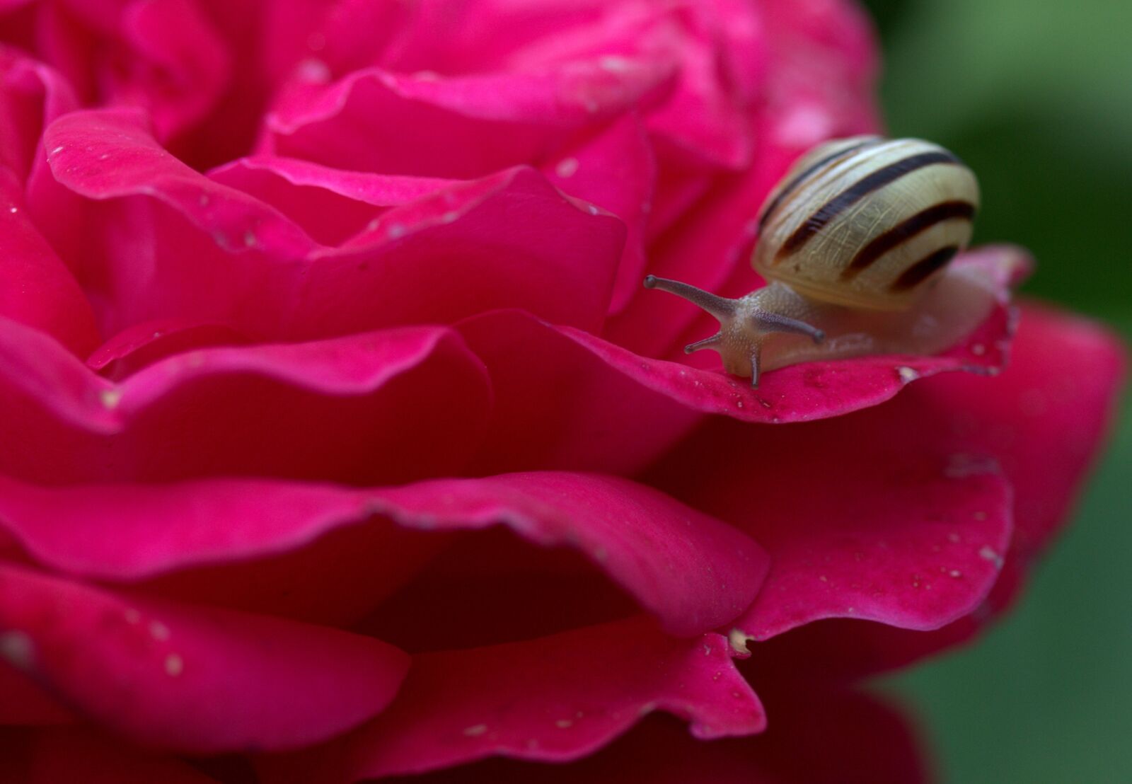 Canon EF-S 60mm F2.8 Macro USM sample photo. Snail, rose, petals photography
