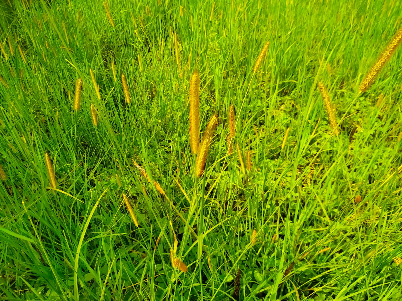 Xiaomi Redmi Note 6 Pro sample photo. Grass, closeup, natural photography
