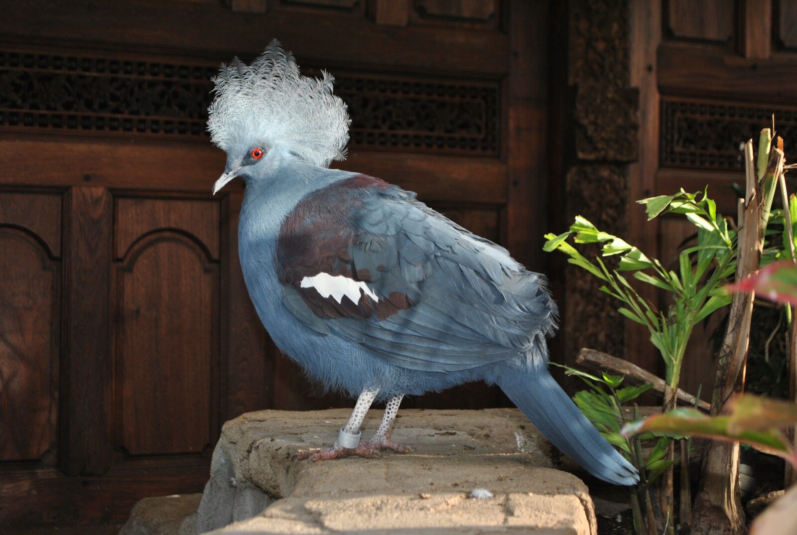 Nikon D3000 sample photo. Bird, pigeon, blue crested photography