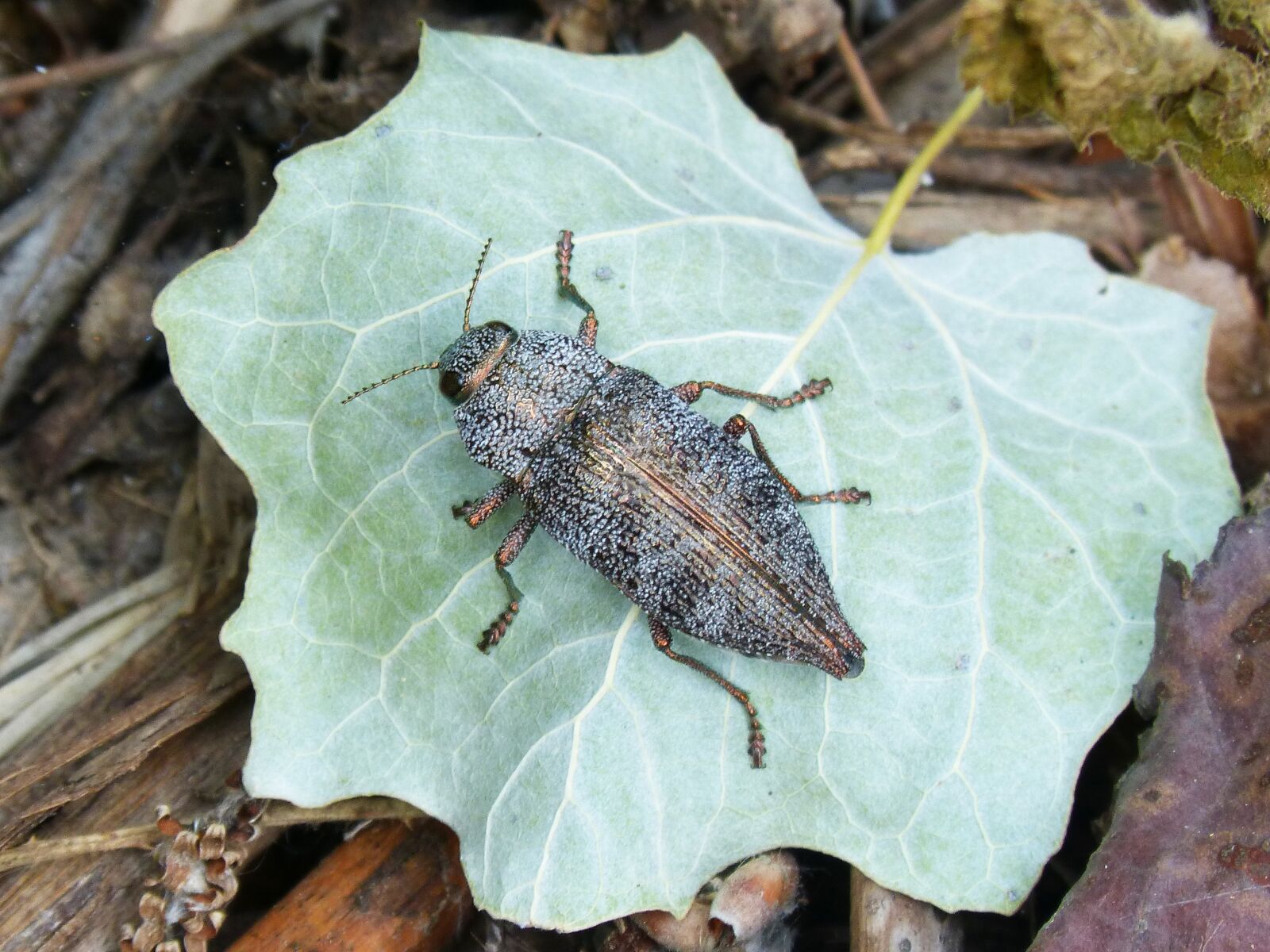 Panasonic DMC-FZ62 sample photo. Beetle, golden scarab, leaf photography