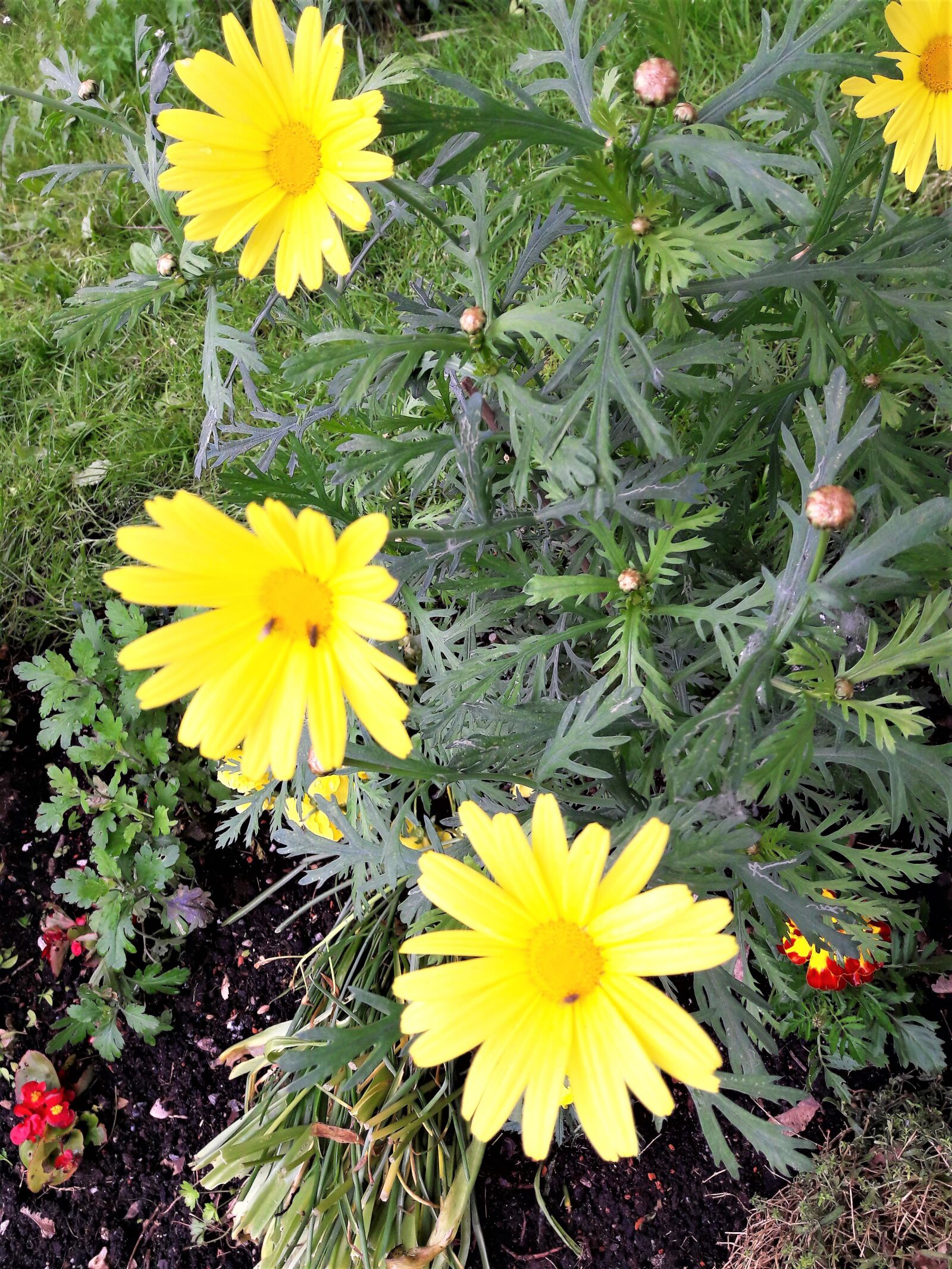 Samsung Galaxy A5(2016) sample photo. Blume, pflanze, natur photography