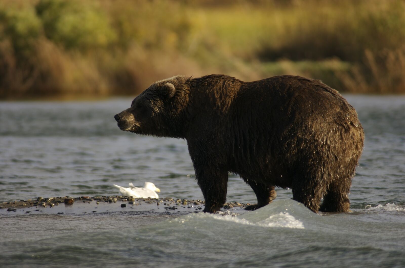 Nikon D2X sample photo. Bear, adult, portrait photography