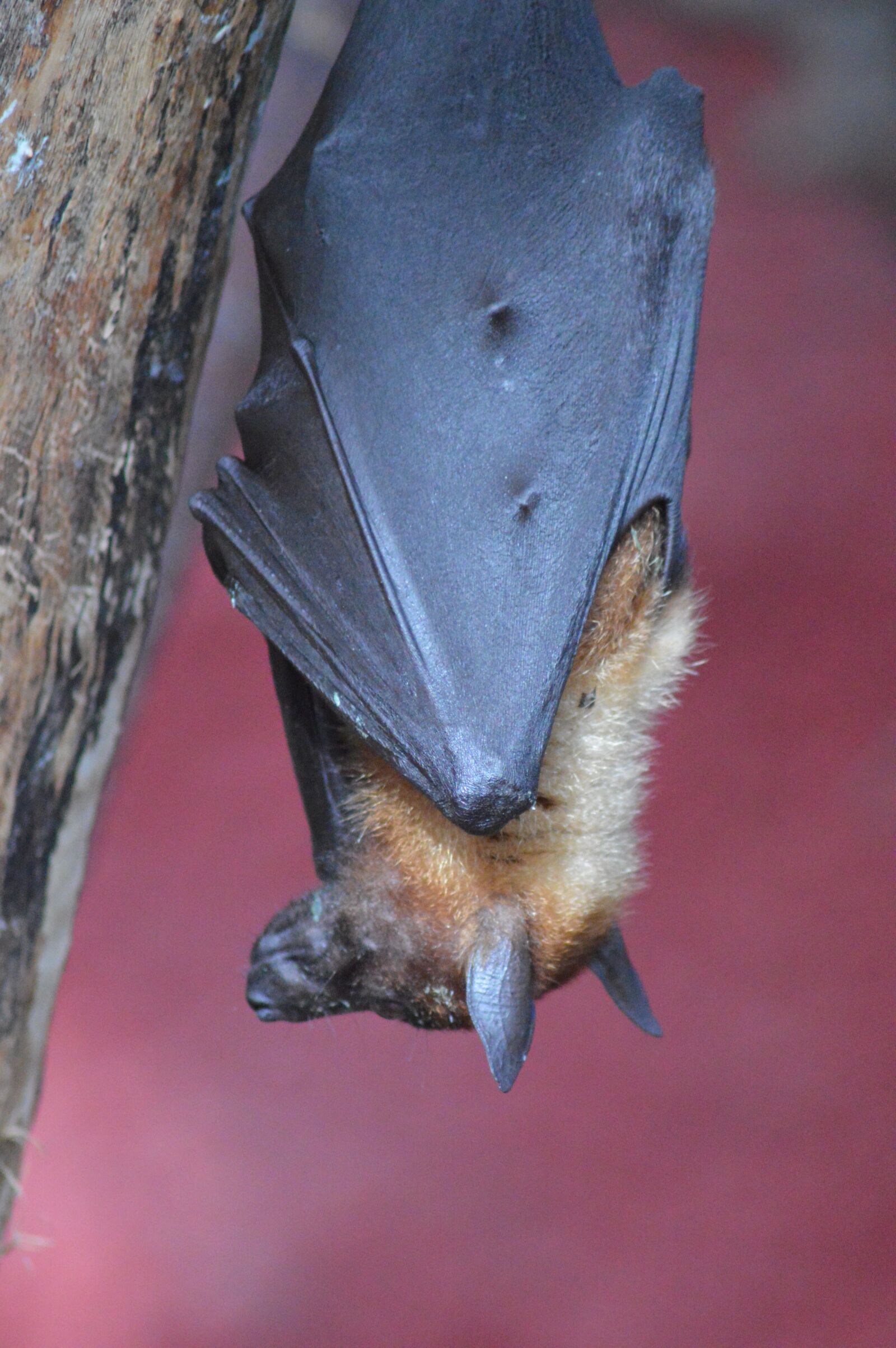 Nikon D3200 sample photo. Animal, bat, head photography