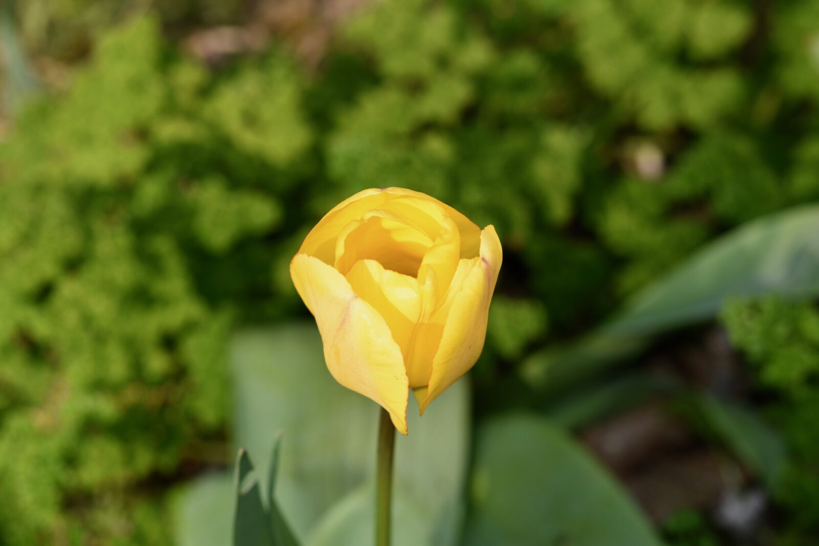 Nikon D5600 sample photo. Flower, flowers, tulip yellow photography