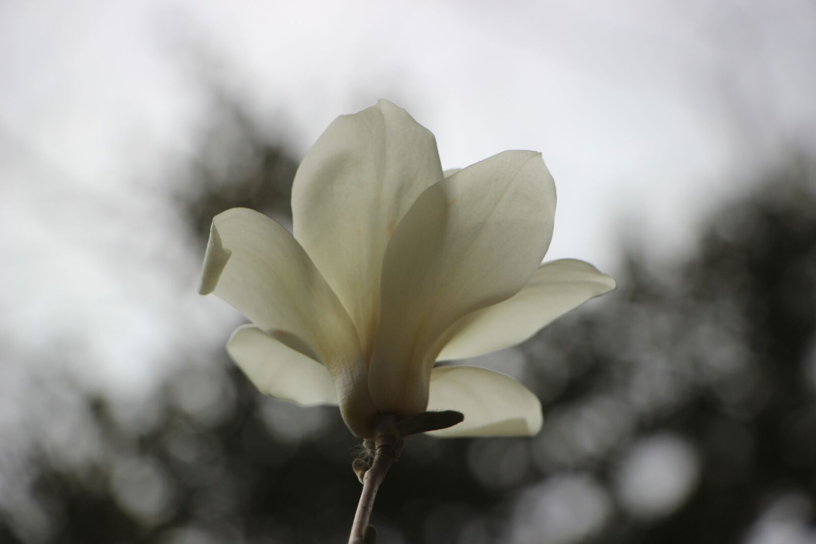 Canon EOS 600D (Rebel EOS T3i / EOS Kiss X5) sample photo. Flower, mangnolia, mangnolia flower photography