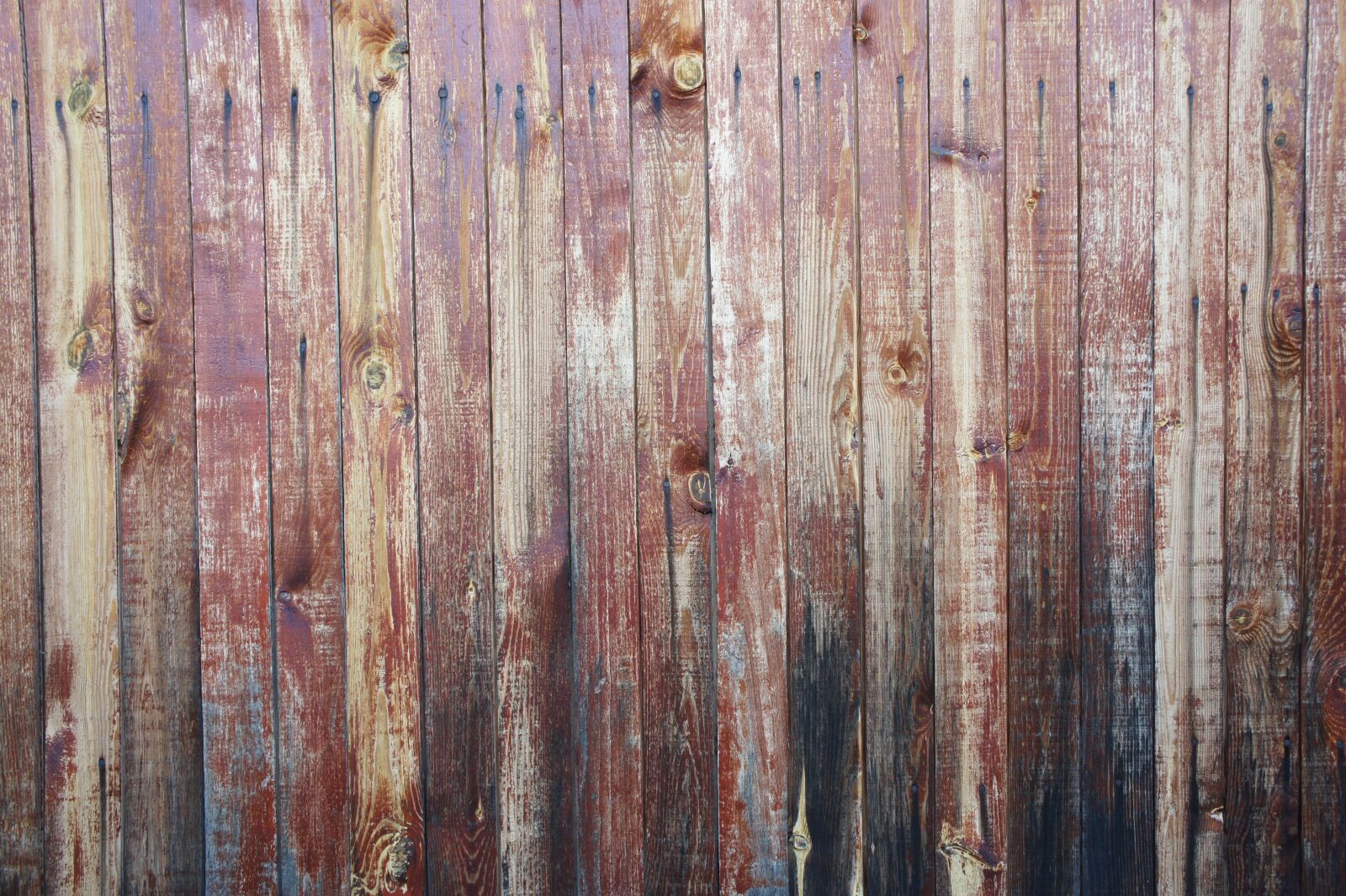 Sony Alpha NEX-5 + Sony E 18-55mm F3.5-5.6 OSS sample photo. Tree, texture, wood texture photography