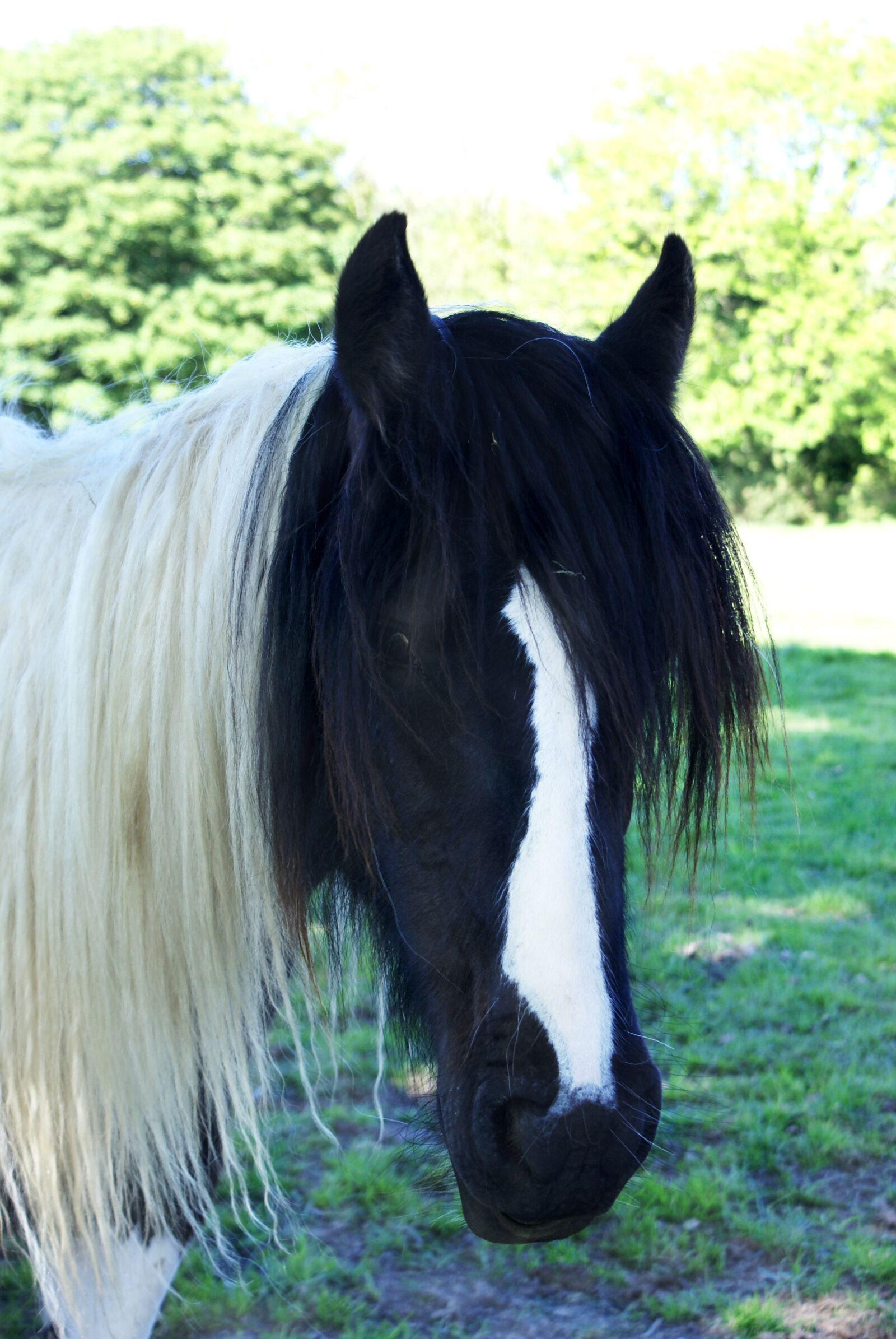Sony Alpha DSLR-A100 sample photo. Horse, cob, piebald photography