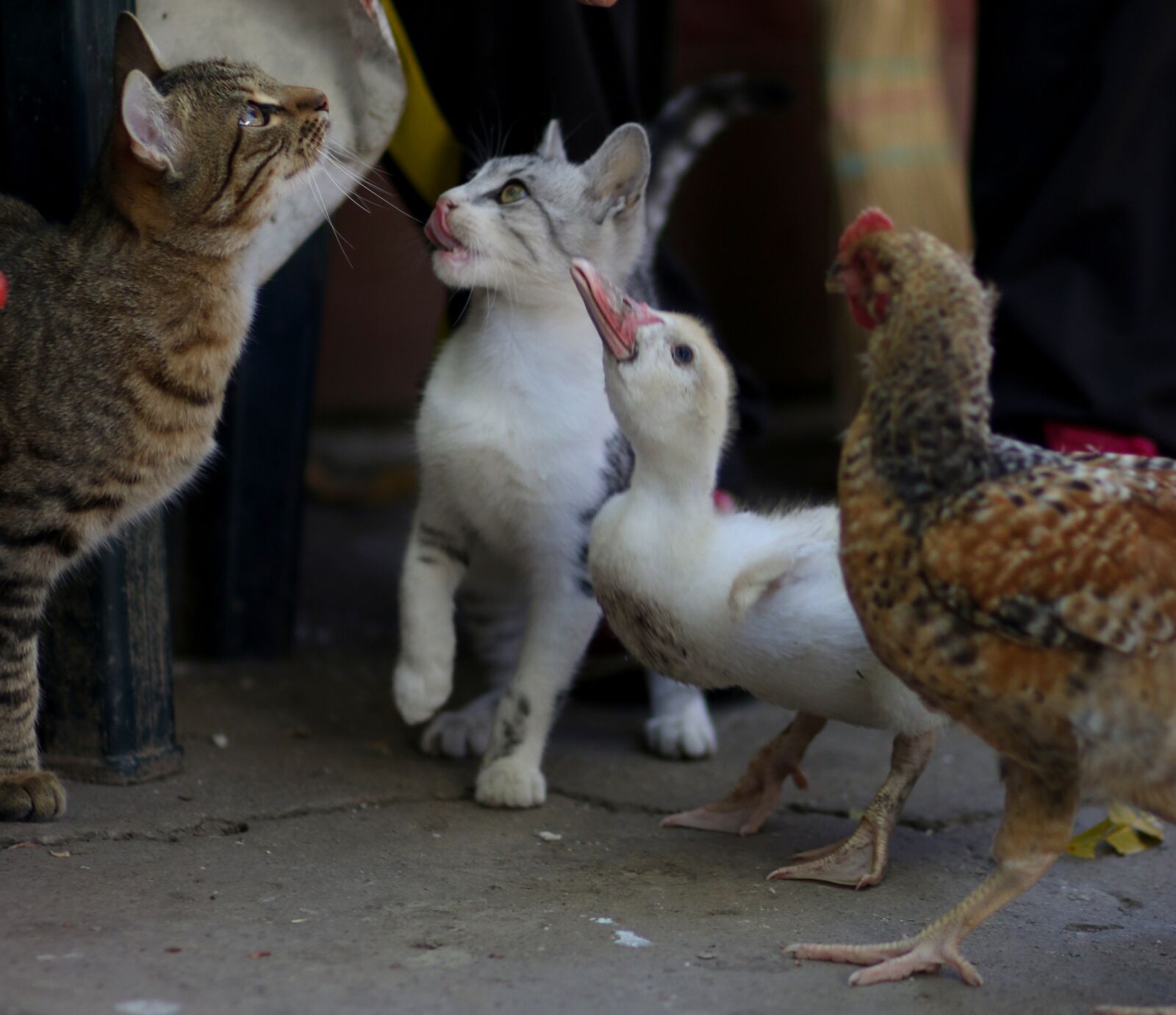 Canon EF 85mm F1.8 USM sample photo. Cat, rate, chicken photography