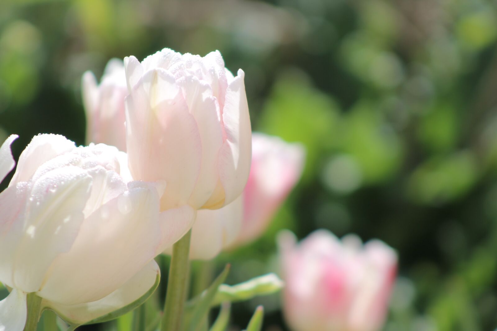 Canon EOS 1100D (EOS Rebel T3 / EOS Kiss X50) sample photo. White, pink, nature photography