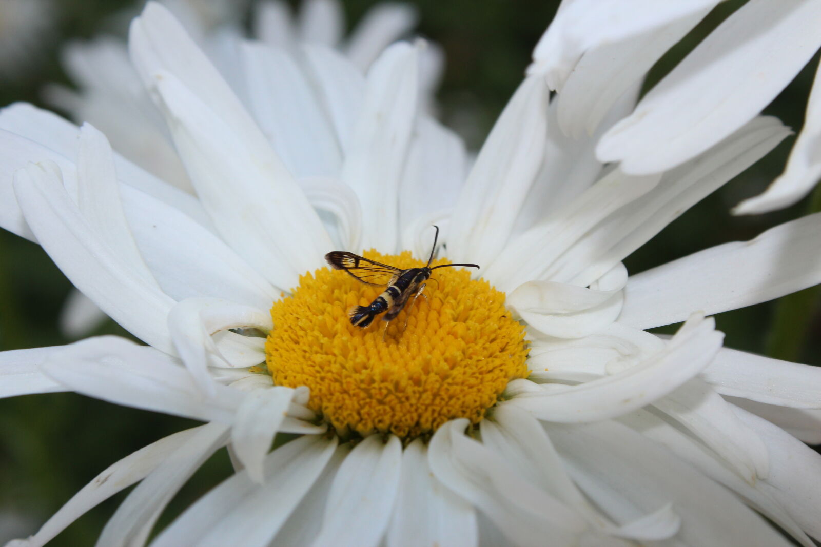 Canon EOS 600D (Rebel EOS T3i / EOS Kiss X5) sample photo. Flower, and, insect, insect photography