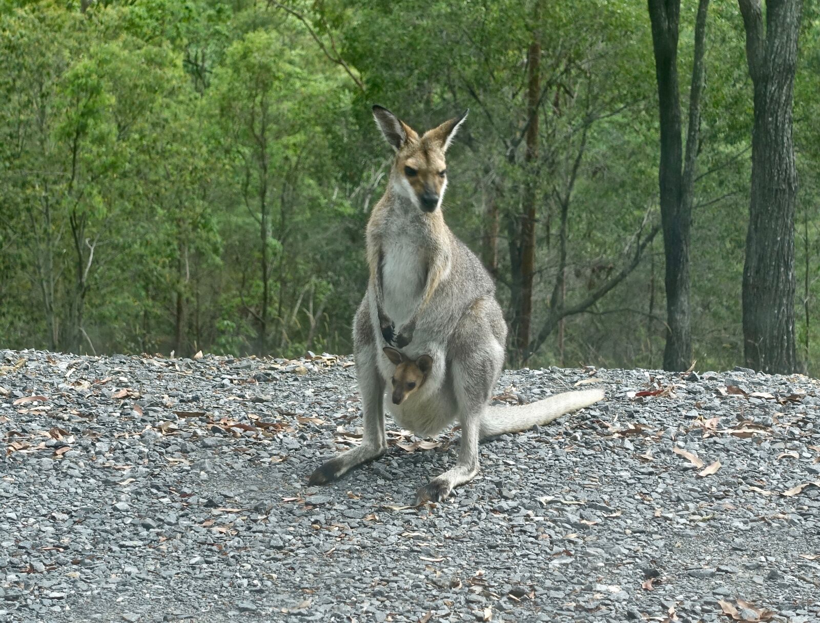Sony Cyber-shot DSC-RX100 III sample photo. Kangaroo, wallaby, joey photography
