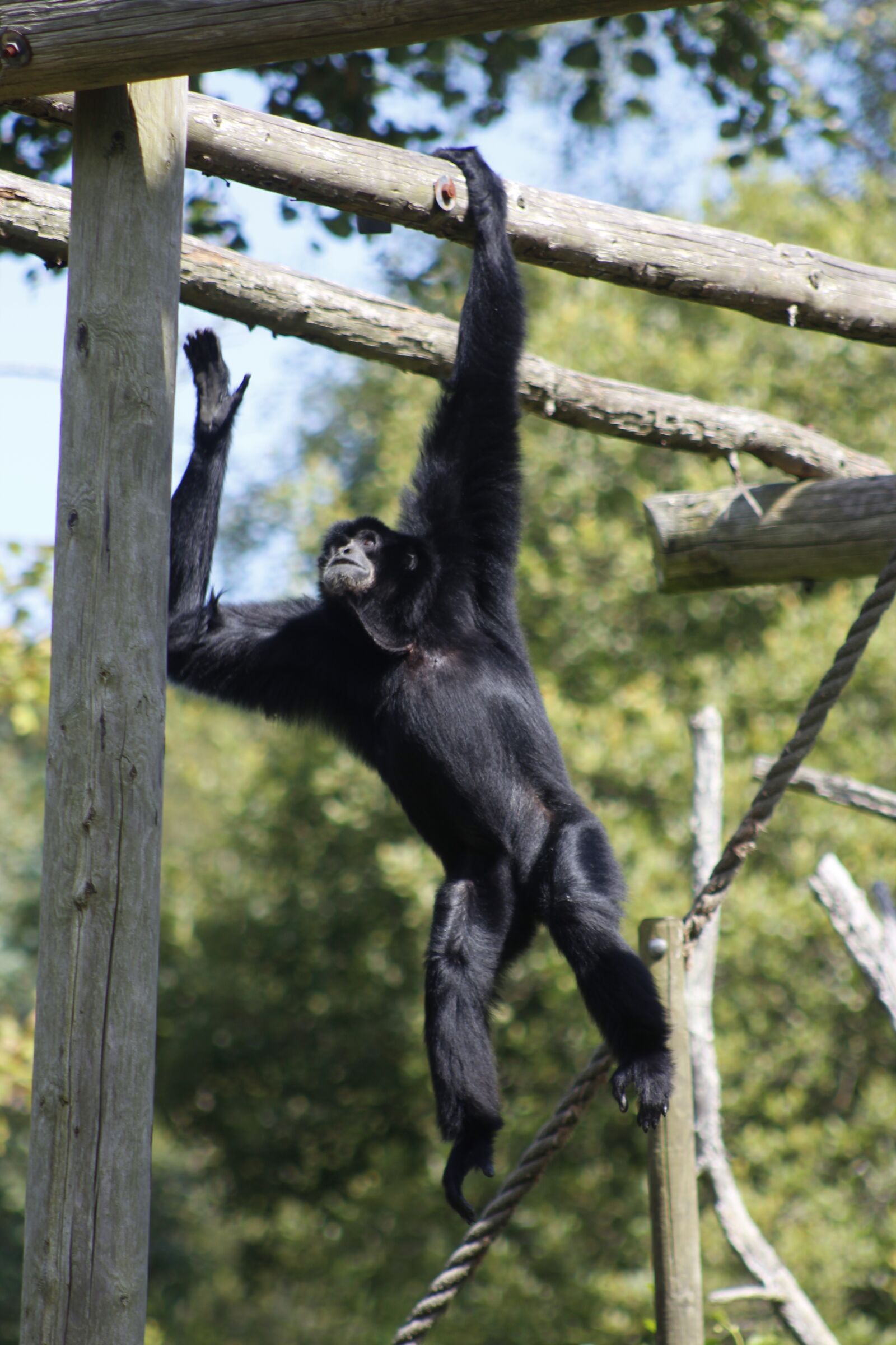 Canon EF 75-300mm f/4-5.6 USM sample photo. Monkey, zoo, animal photography