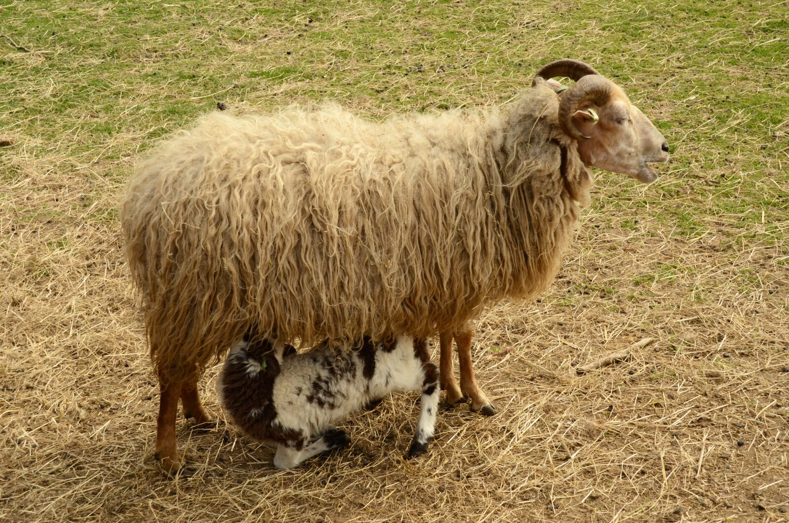 Nikon D7000 sample photo. Lamb, sheep, suckle photography