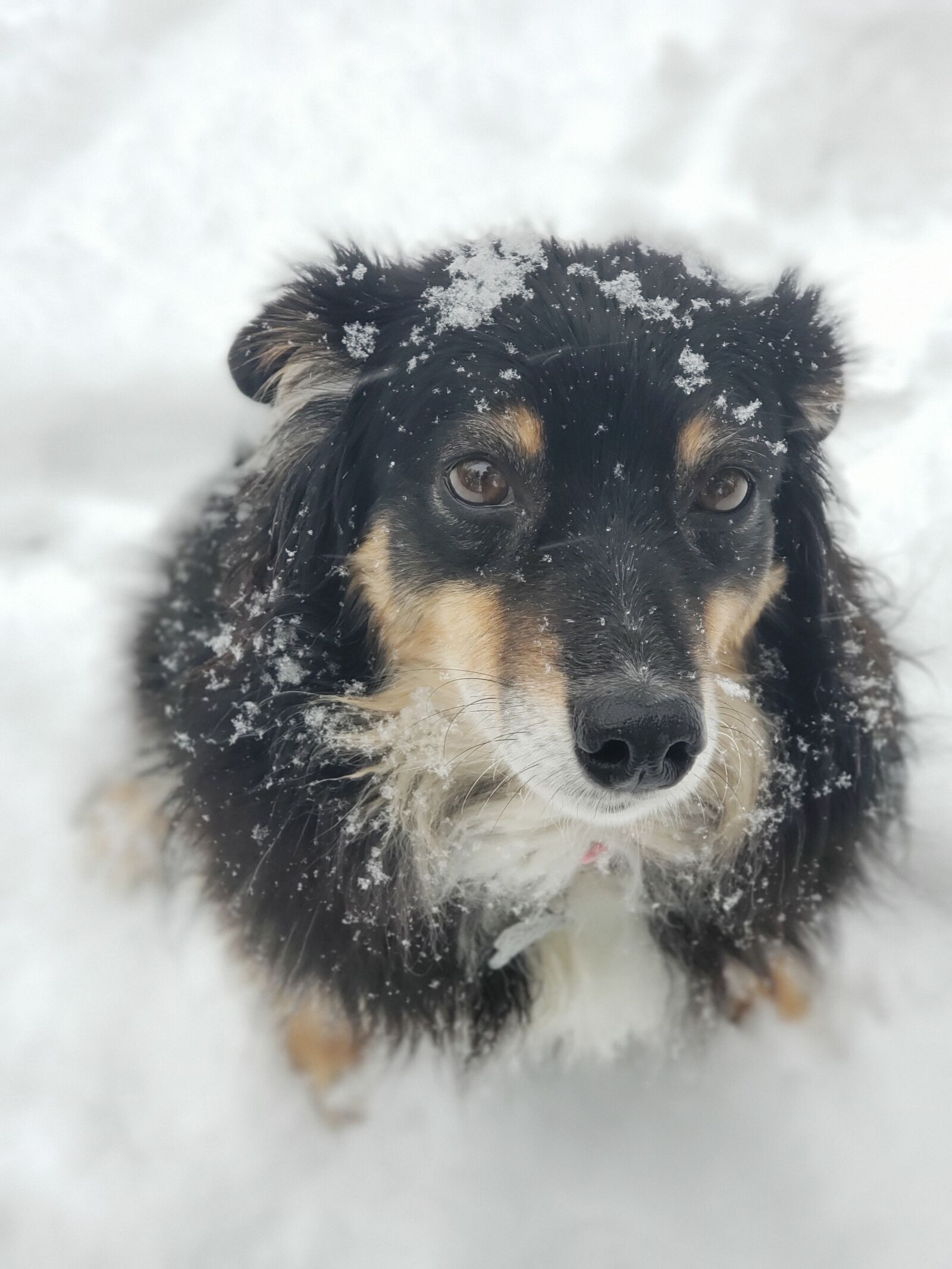 Samsung Galaxy Note9 sample photo. Dog, winter, snow photography