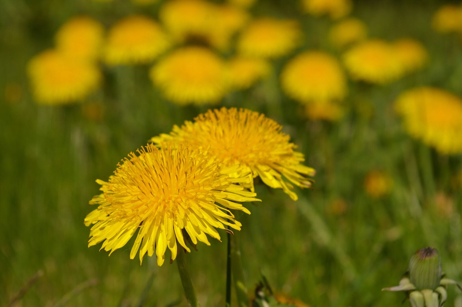 Pentax *ist DL2 sample photo. Spring meadow, meadow, spring photography