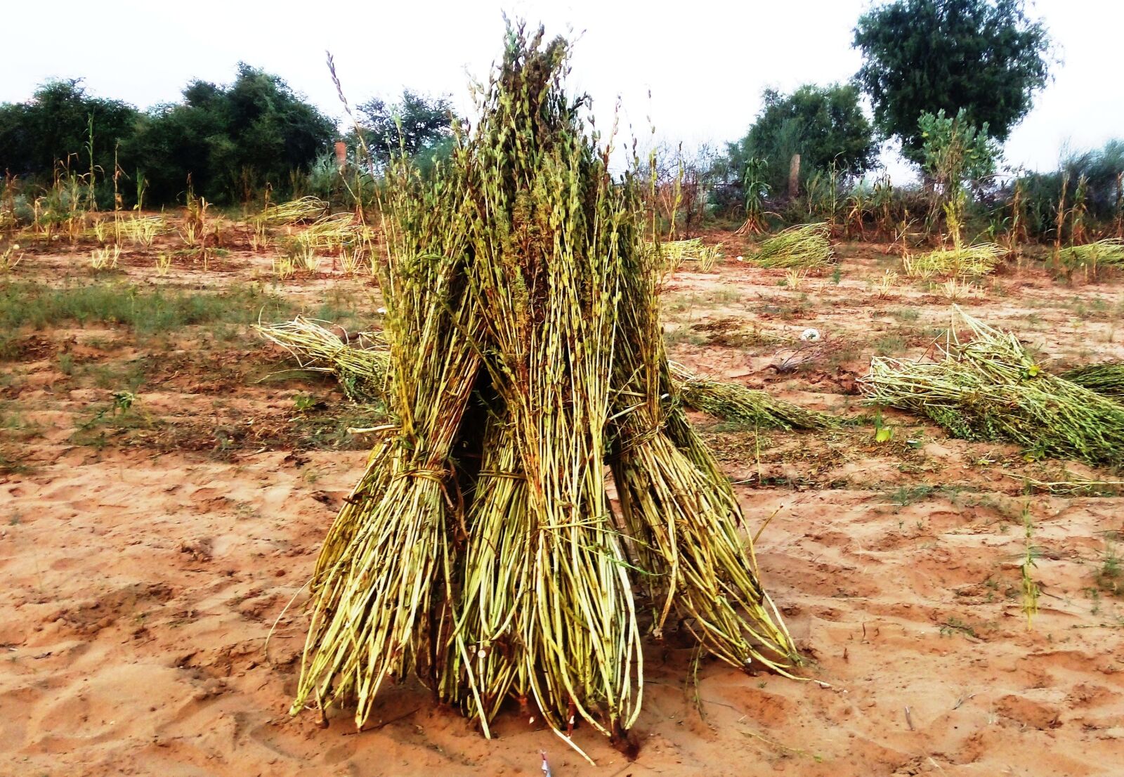 TECNO MOBILE LIMITED TECNO IN1 sample photo. Sesame plant, sesame, plant photography