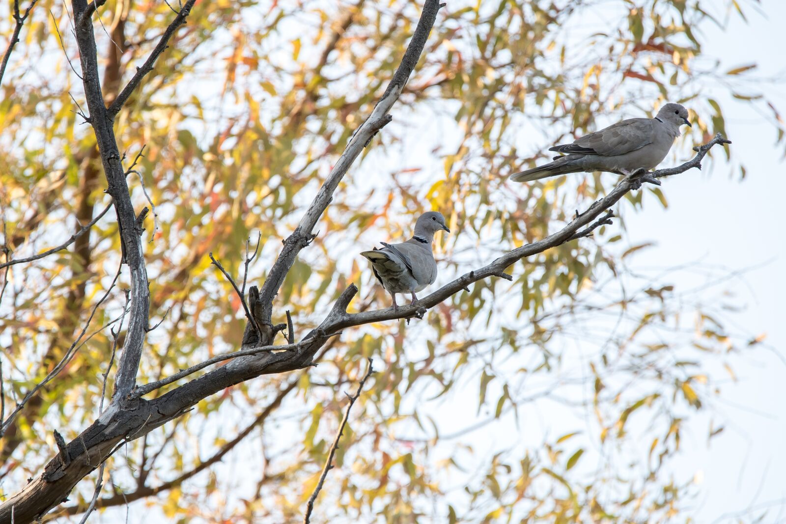 Tamron SP 150-600mm F5-6.3 Di VC USD sample photo. Paloma, bird, turtledove photography