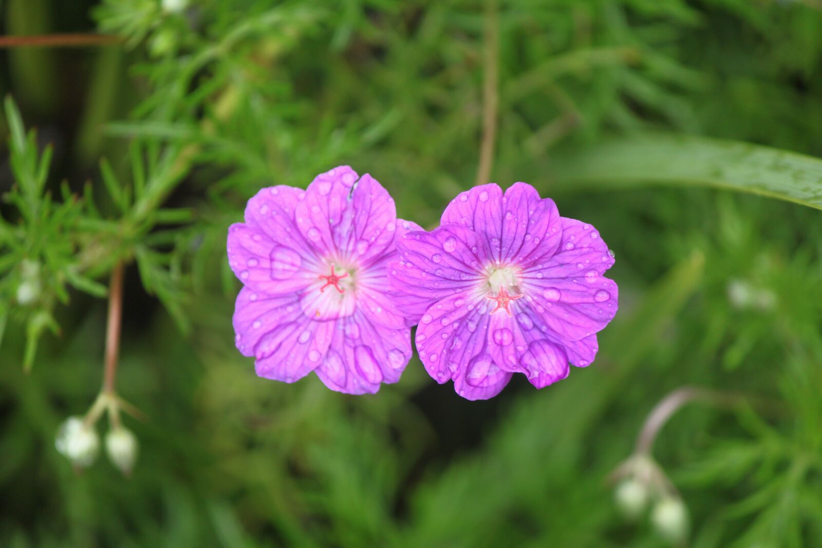 Canon EOS 500D (EOS Rebel T1i / EOS Kiss X3) sample photo. Flower, spring, bloom photography