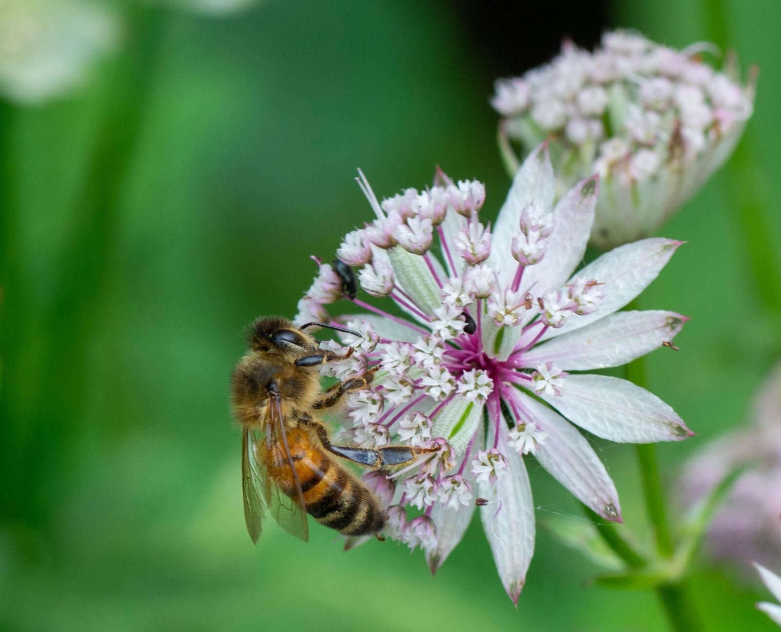 Tamron SP 90mm F2.8 Di VC USD 1:1 Macro sample photo. Bee, flower, pollen photography