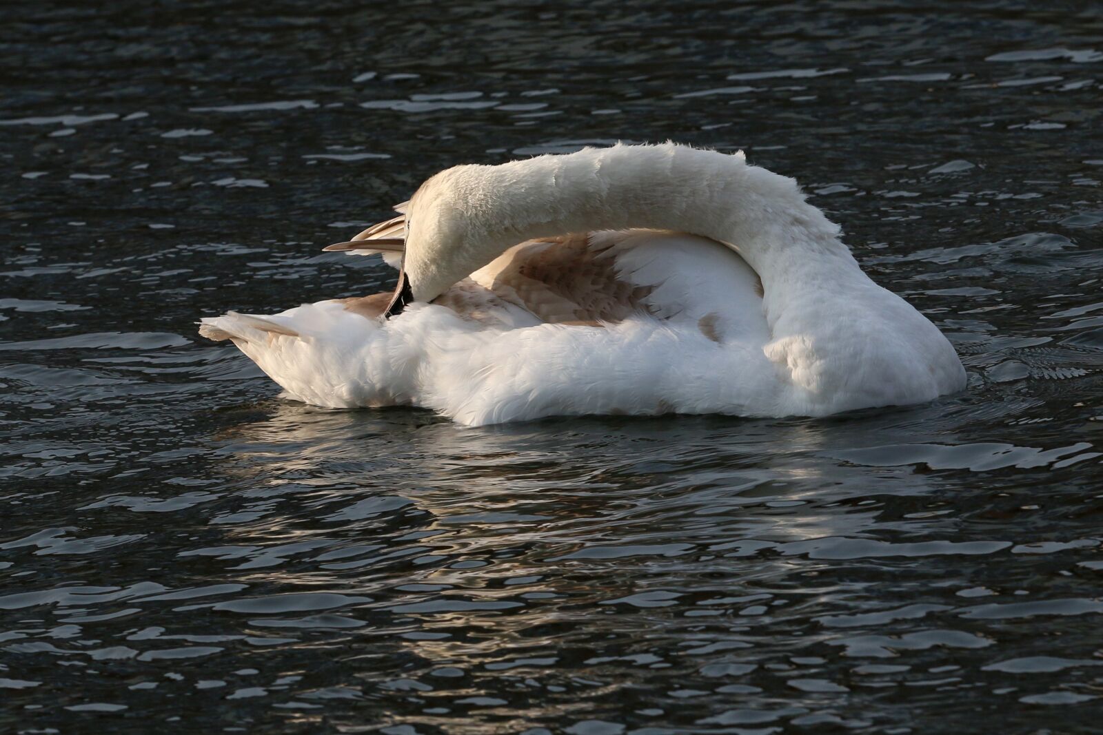 Canon EOS 70D + Canon EF 70-200mm F2.8L IS II USM sample photo. Swan, young bird, waters photography