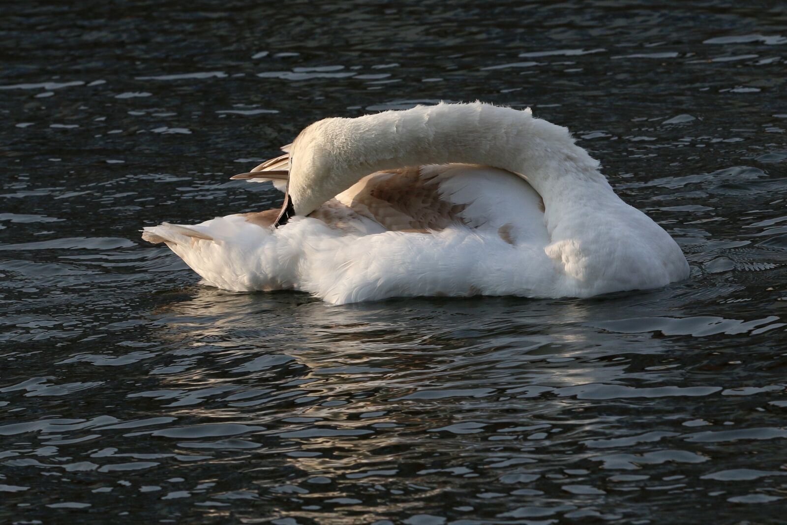 Canon EOS 70D sample photo. Swan, young bird, waters photography