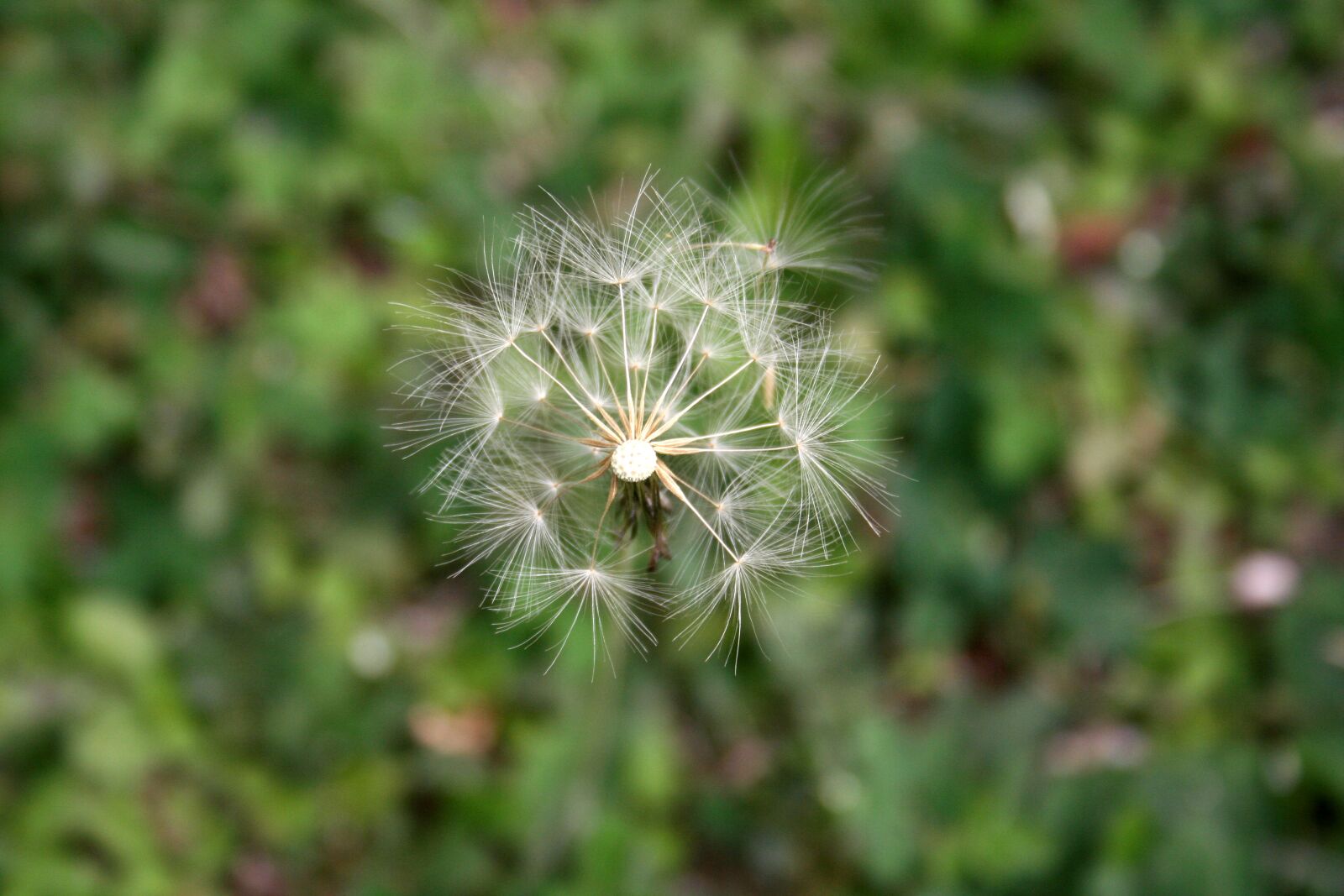 Canon EOS 350D (EOS Digital Rebel XT / EOS Kiss Digital N) sample photo. Tooth lion, flower, nature photography
